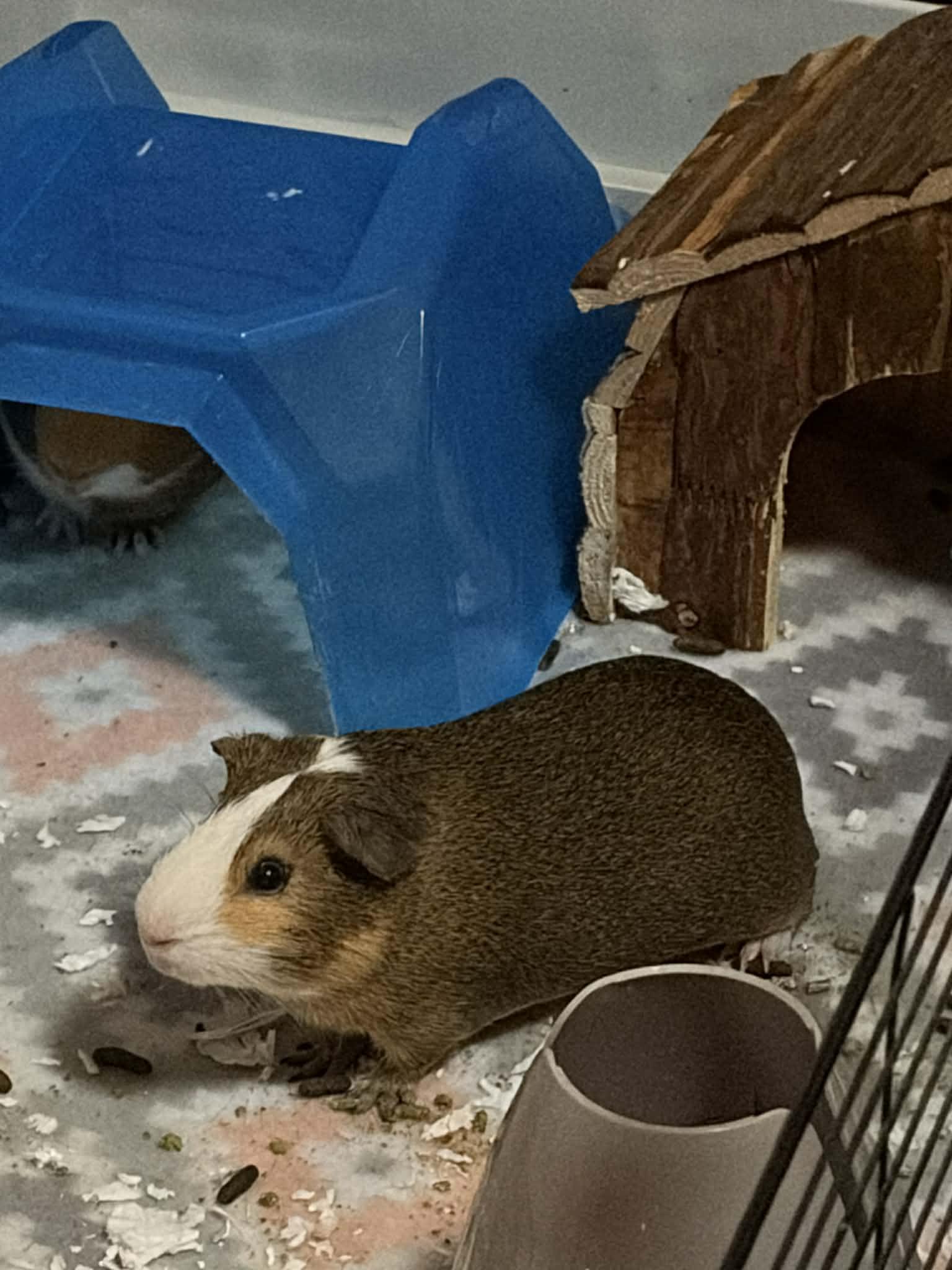 Reese and Cookie, a Adoptable Guinea Pig in Aurora, IL image 2/2
