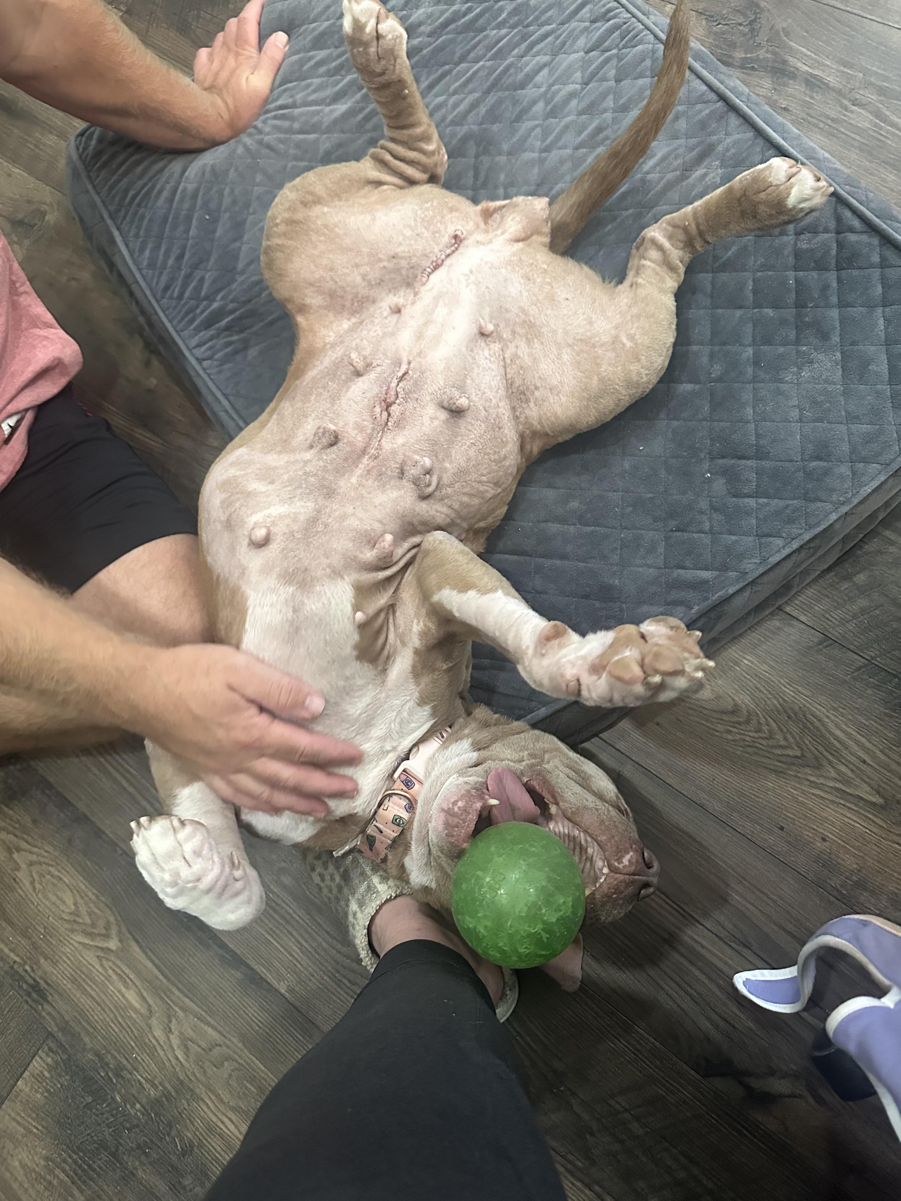 Enlarge Denim, a Adoptable Pit Bull Terrier in Suffolk, VA image 2/6