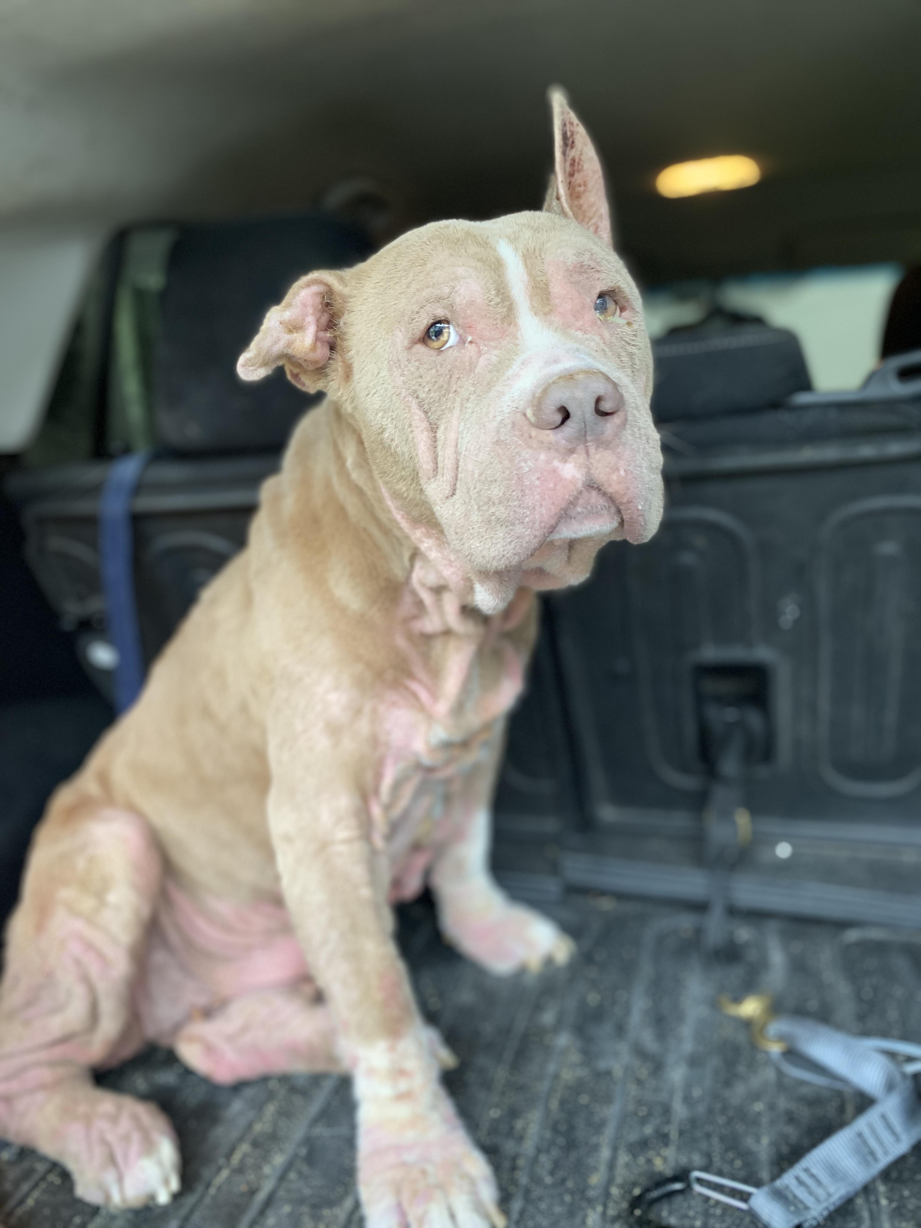 Denim, Adoptable, Senior Female Pit Bull Terrier.