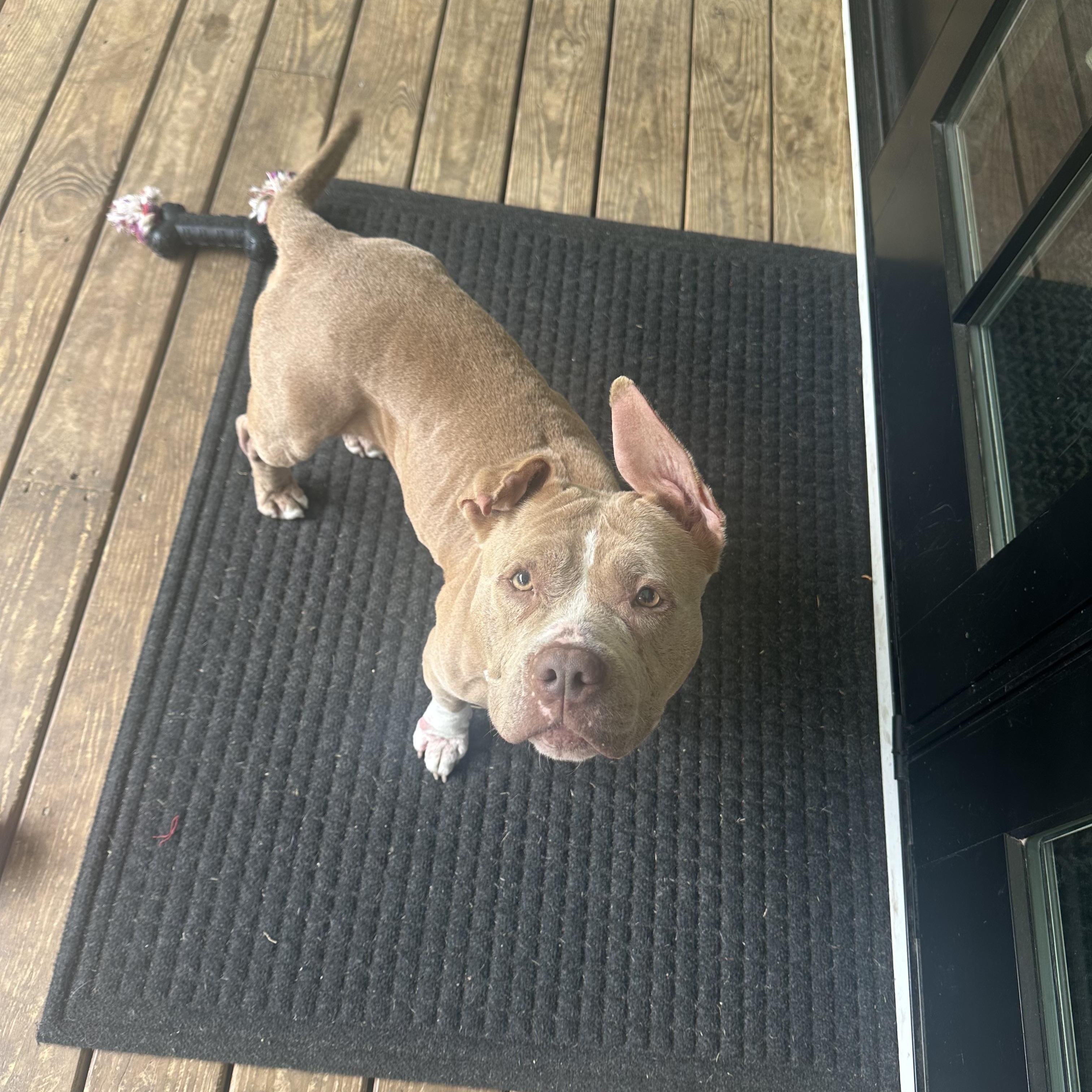 Enlarge Denim, a Adoptable Pit Bull Terrier in Suffolk, VA image 3/6