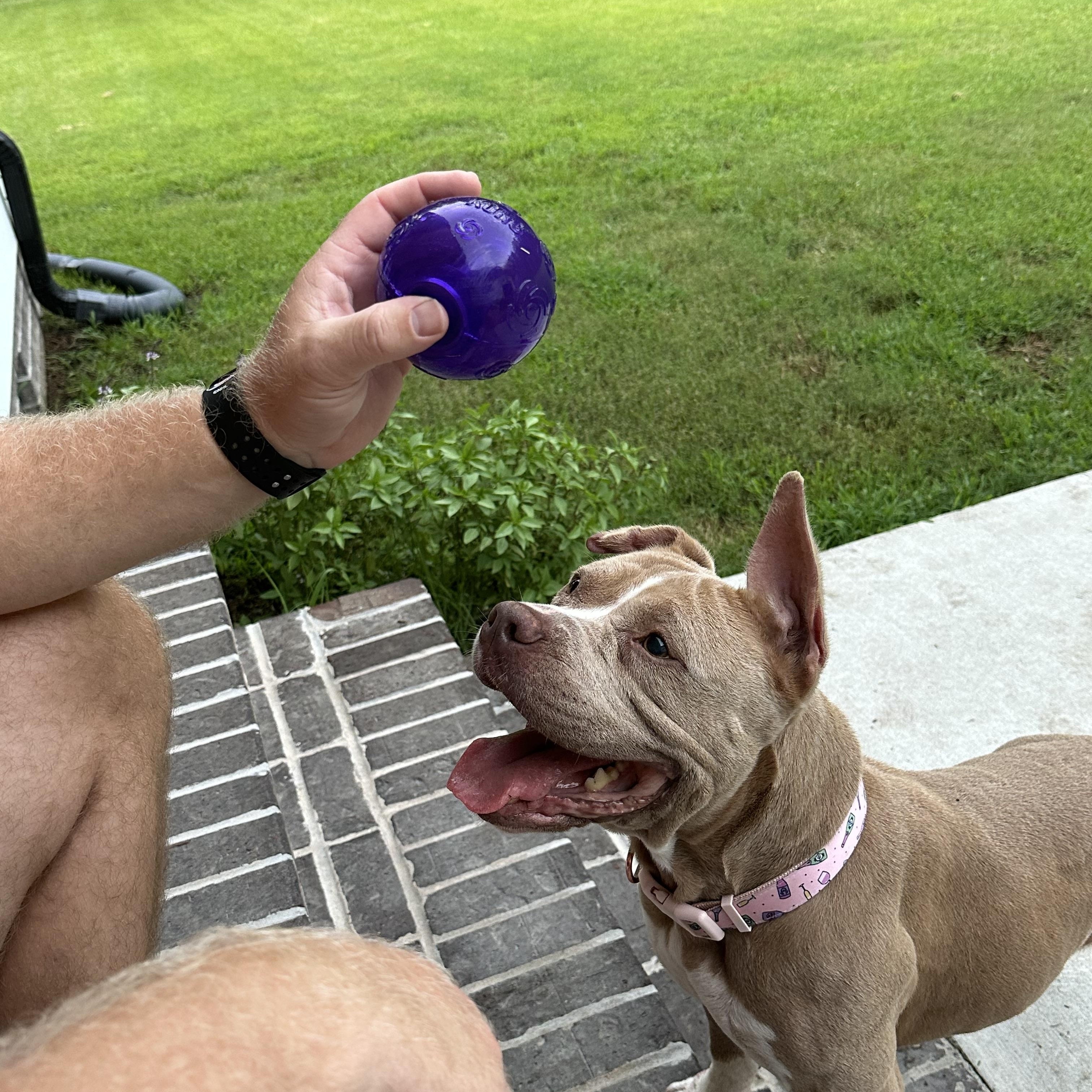 Enlarge Denim, a Adoptable Pit Bull Terrier in Suffolk, VA image 4/6