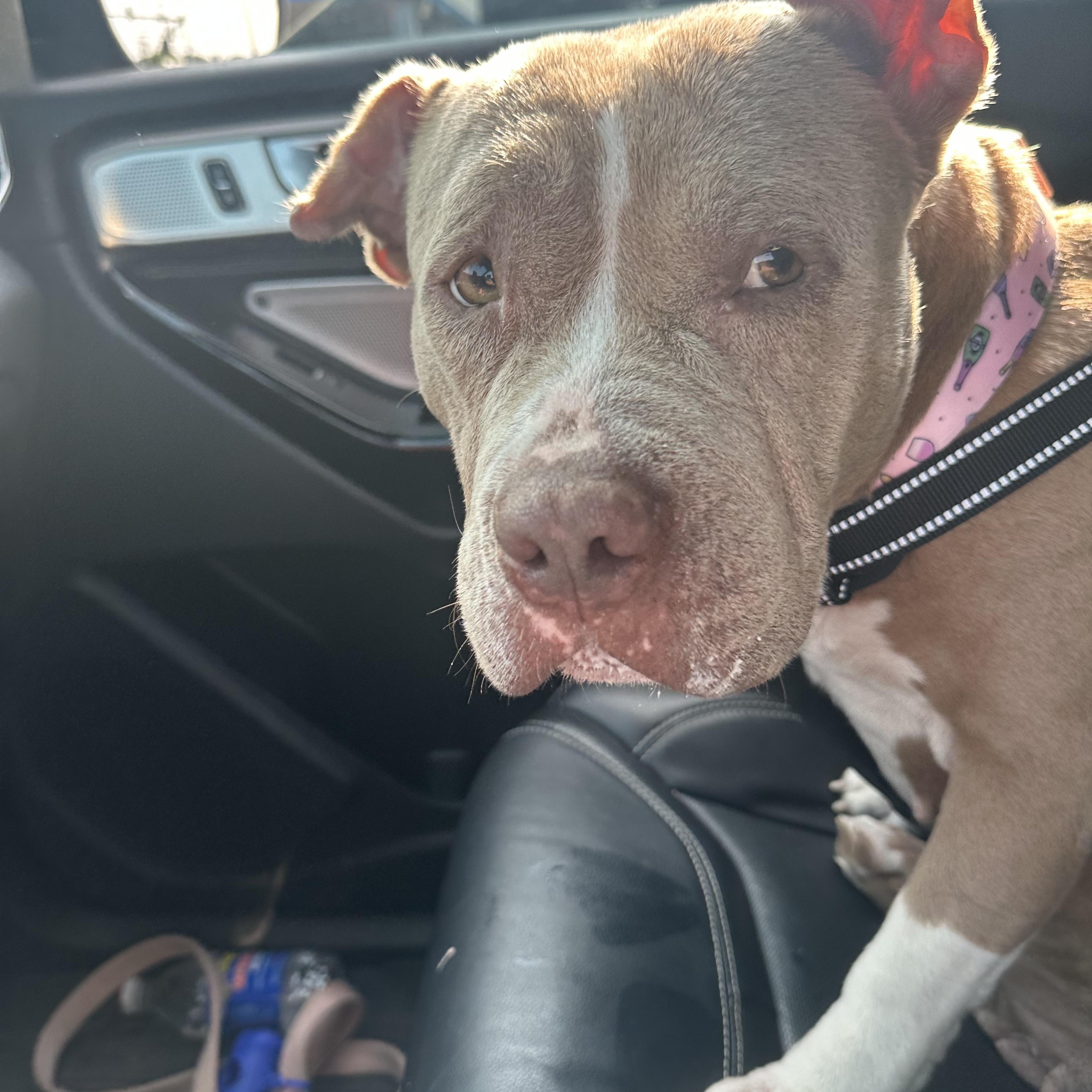 Enlarge Denim, a Adoptable Pit Bull Terrier in Suffolk, VA image 5/6