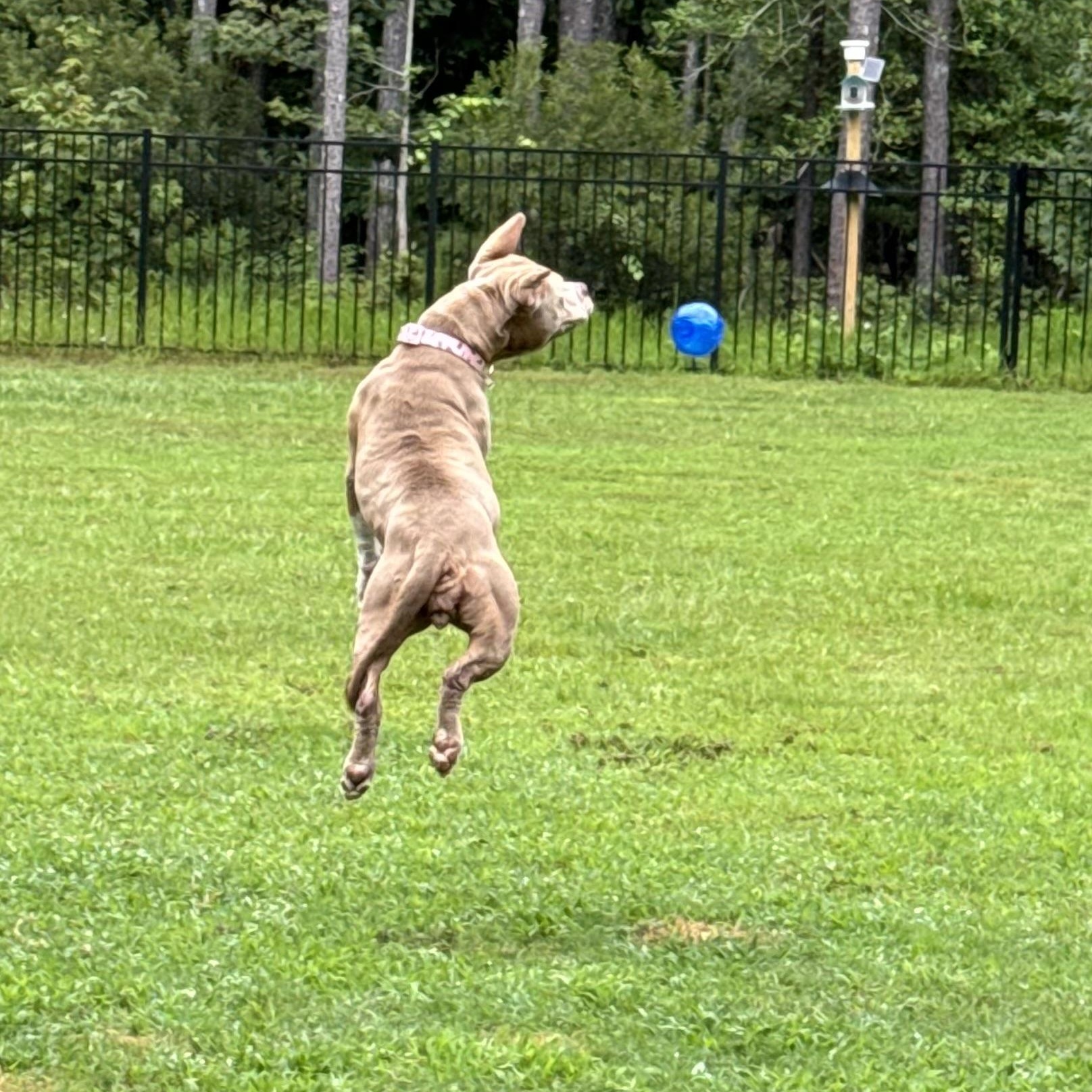 Enlarge Denim, a Adoptable Pit Bull Terrier in Suffolk, VA image 6/6