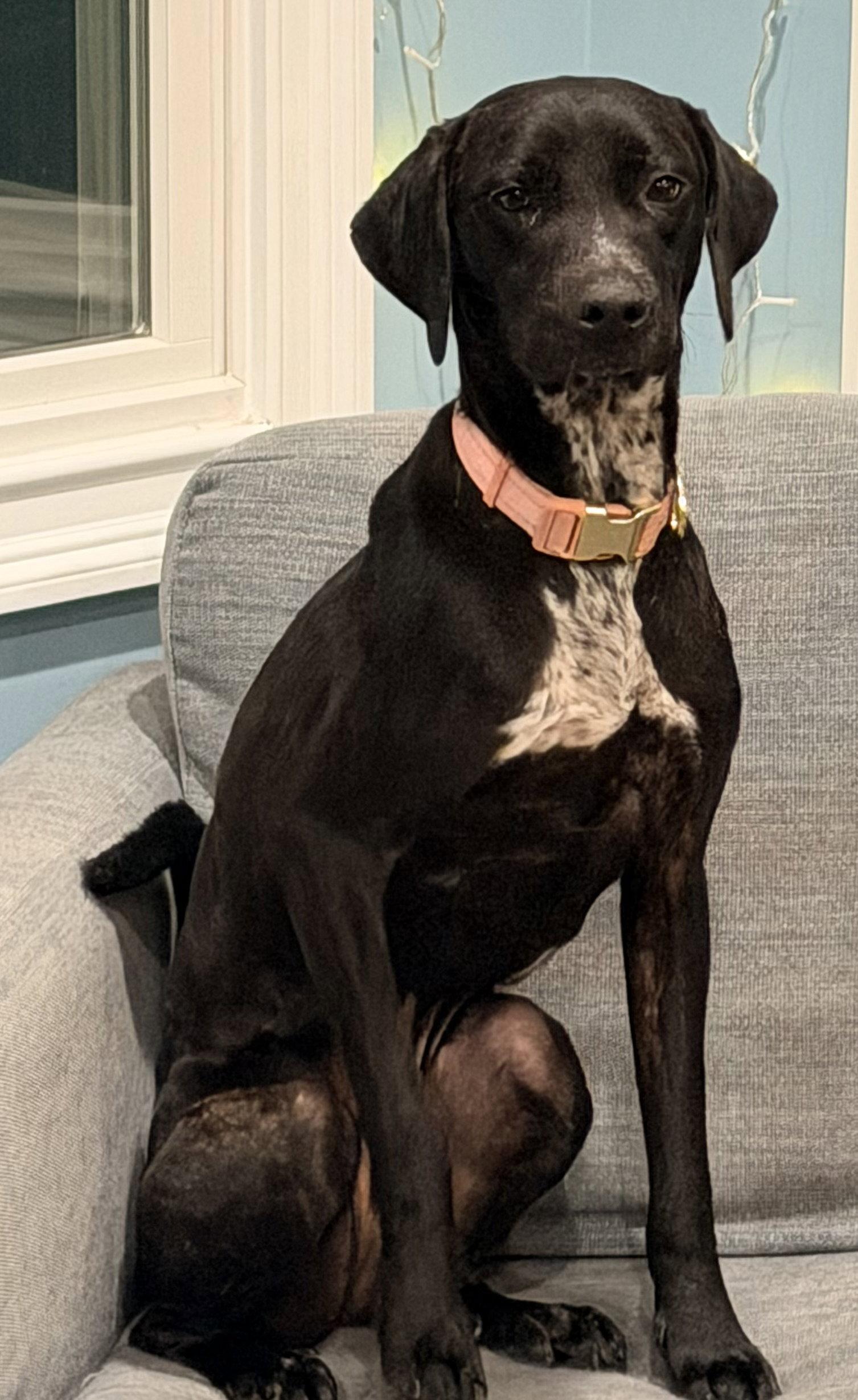 Enlarge Susie (Siobhan), a Adoptable Mixed Breed in Morganville, NJ image 3/3