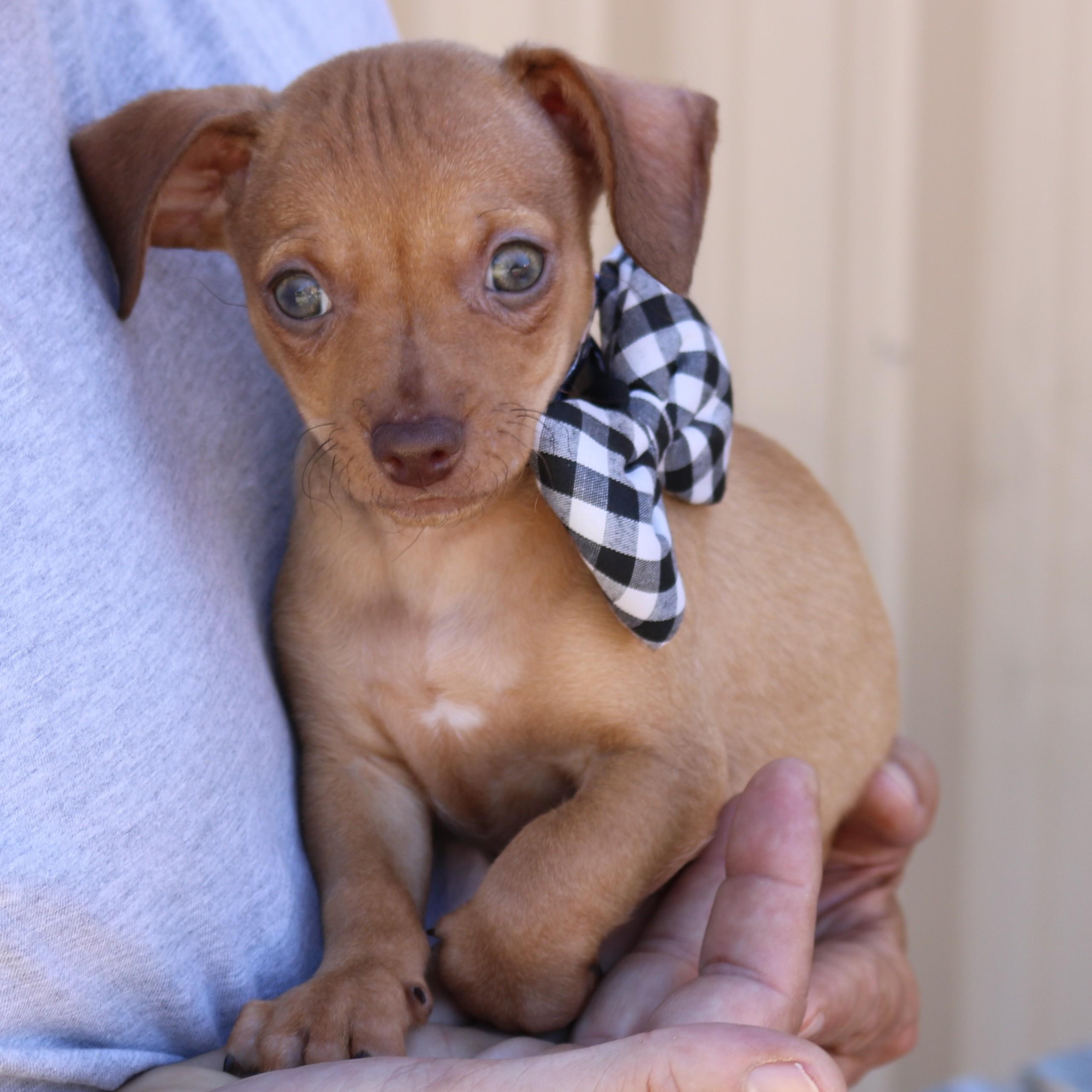 Atom, adopted, Puppy Male Dachshund & Chihuahua.