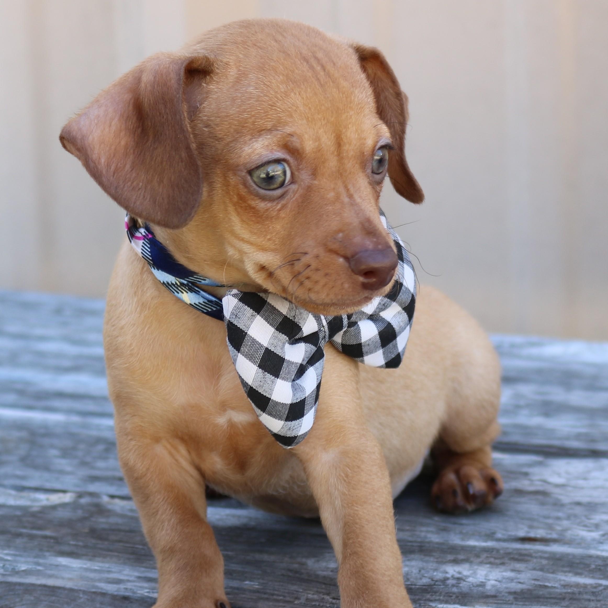 Enlarge Atom, an adopted mixed breed in Bandera, TX image 5/5