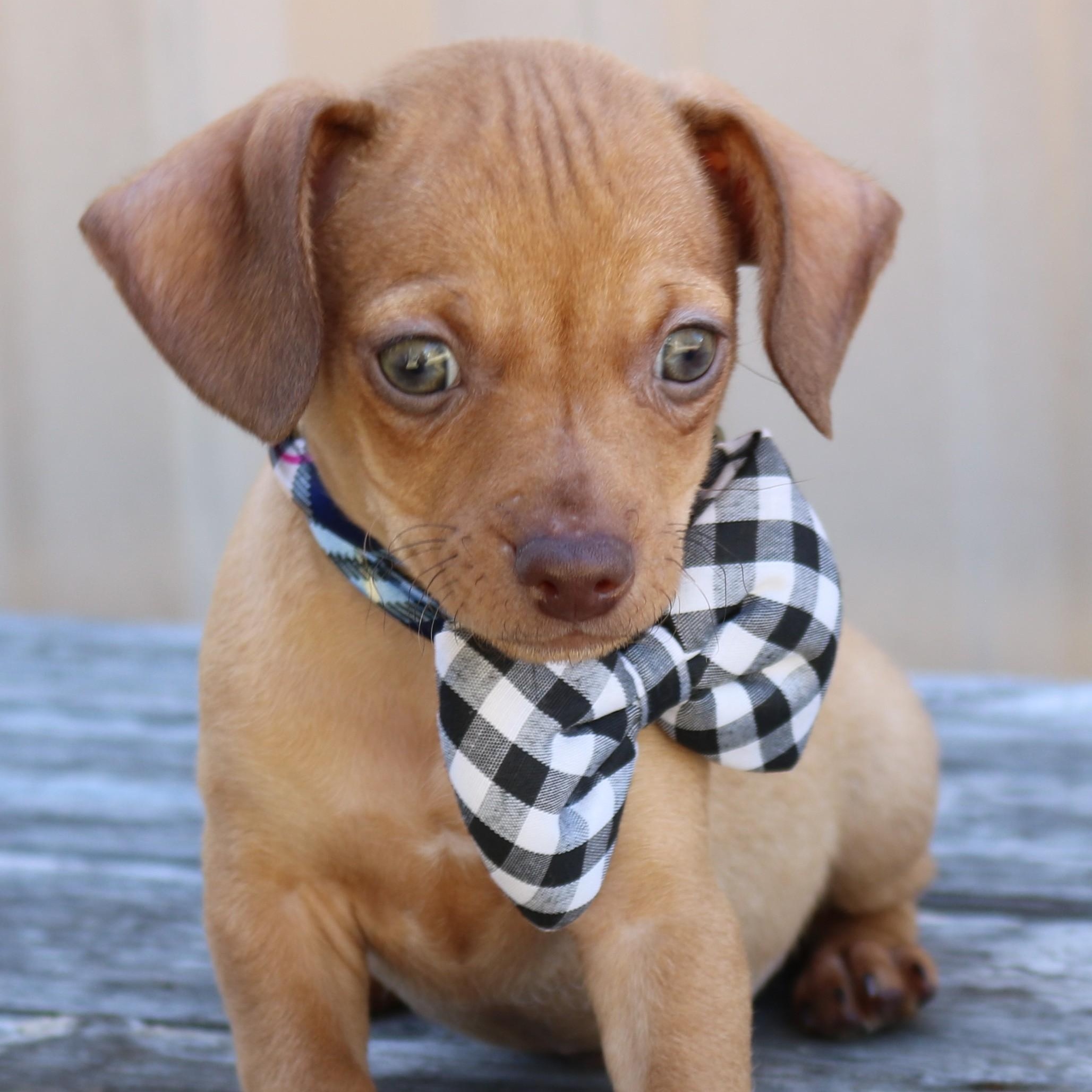 Enlarge Atom, an adopted mixed breed in Bandera, TX image 4/5