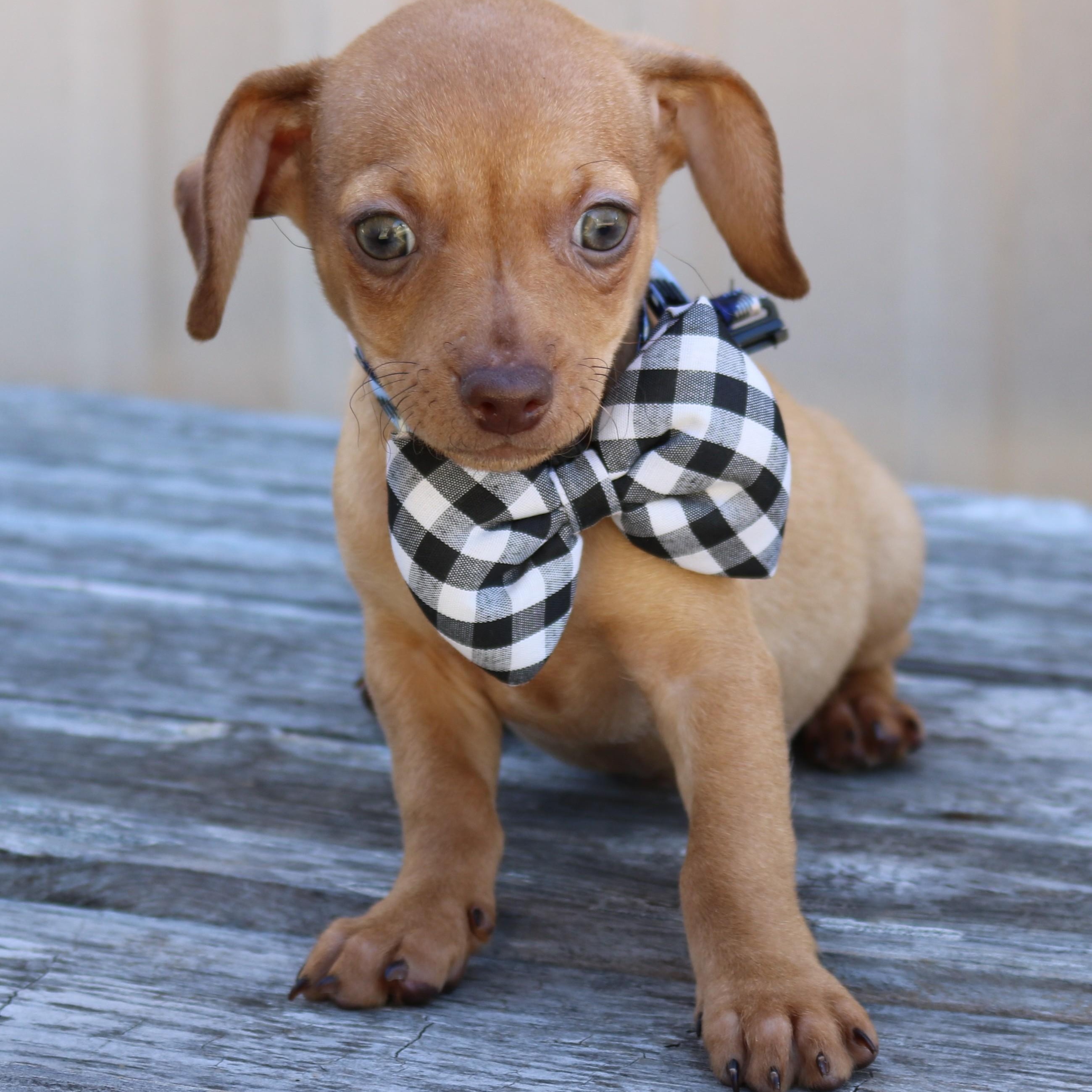 Enlarge Atom, an adopted mixed breed in Bandera, TX image 2/5