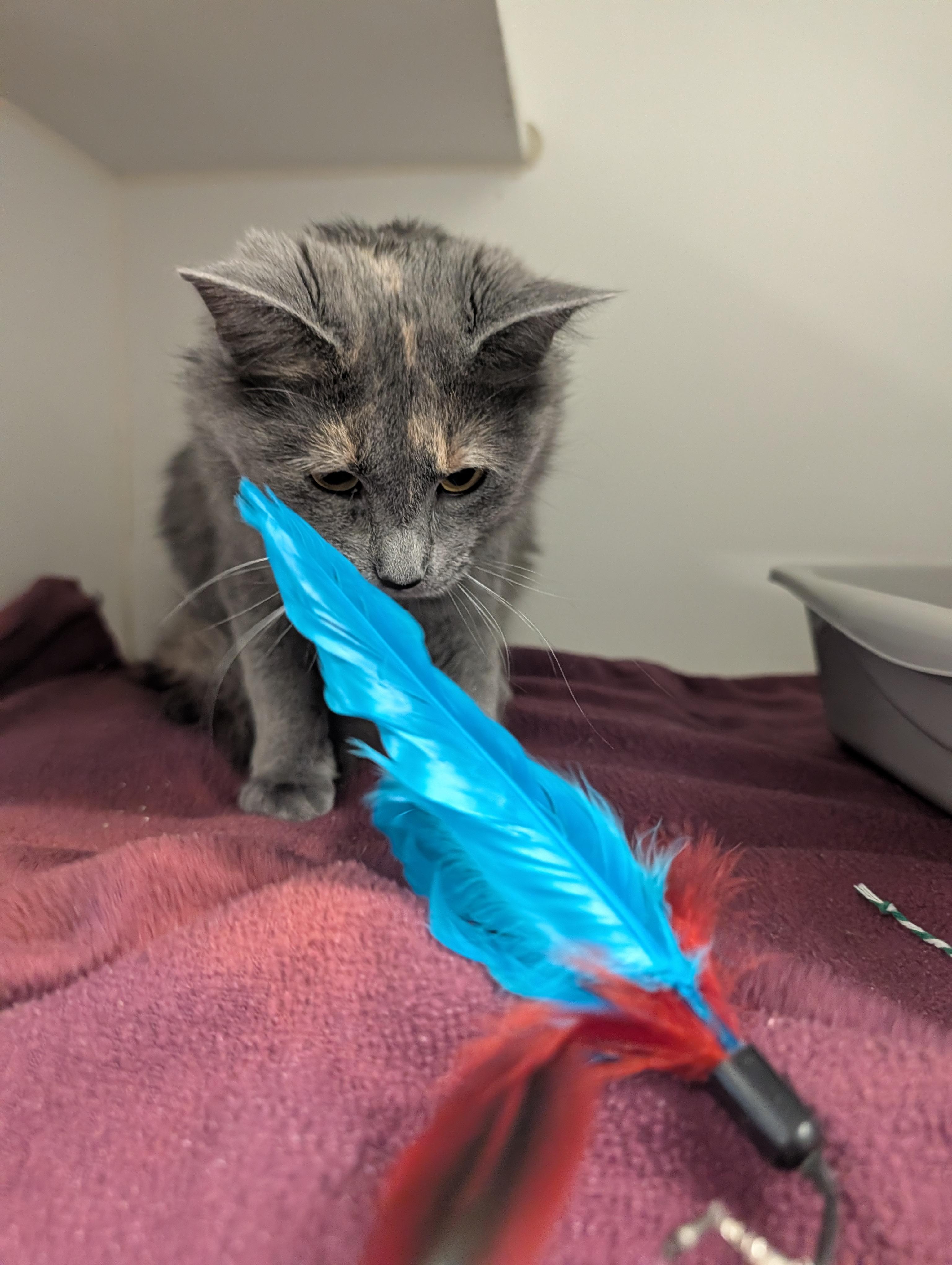 Enlarge Duchess, a Adoptable mixed breed in Hillsboro, MO image 2/5