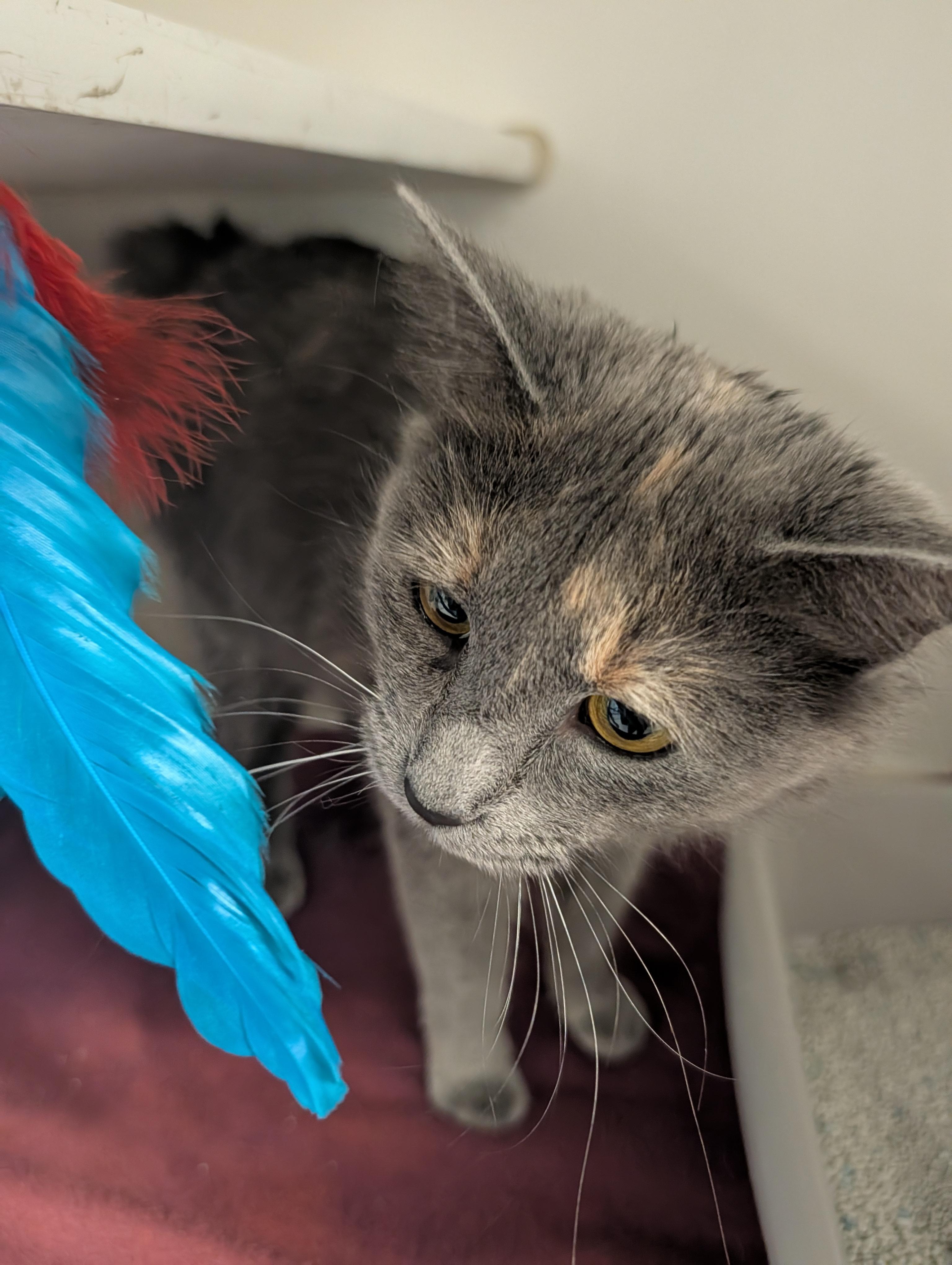 Enlarge Duchess, a Adoptable mixed breed in Hillsboro, MO image 4/5