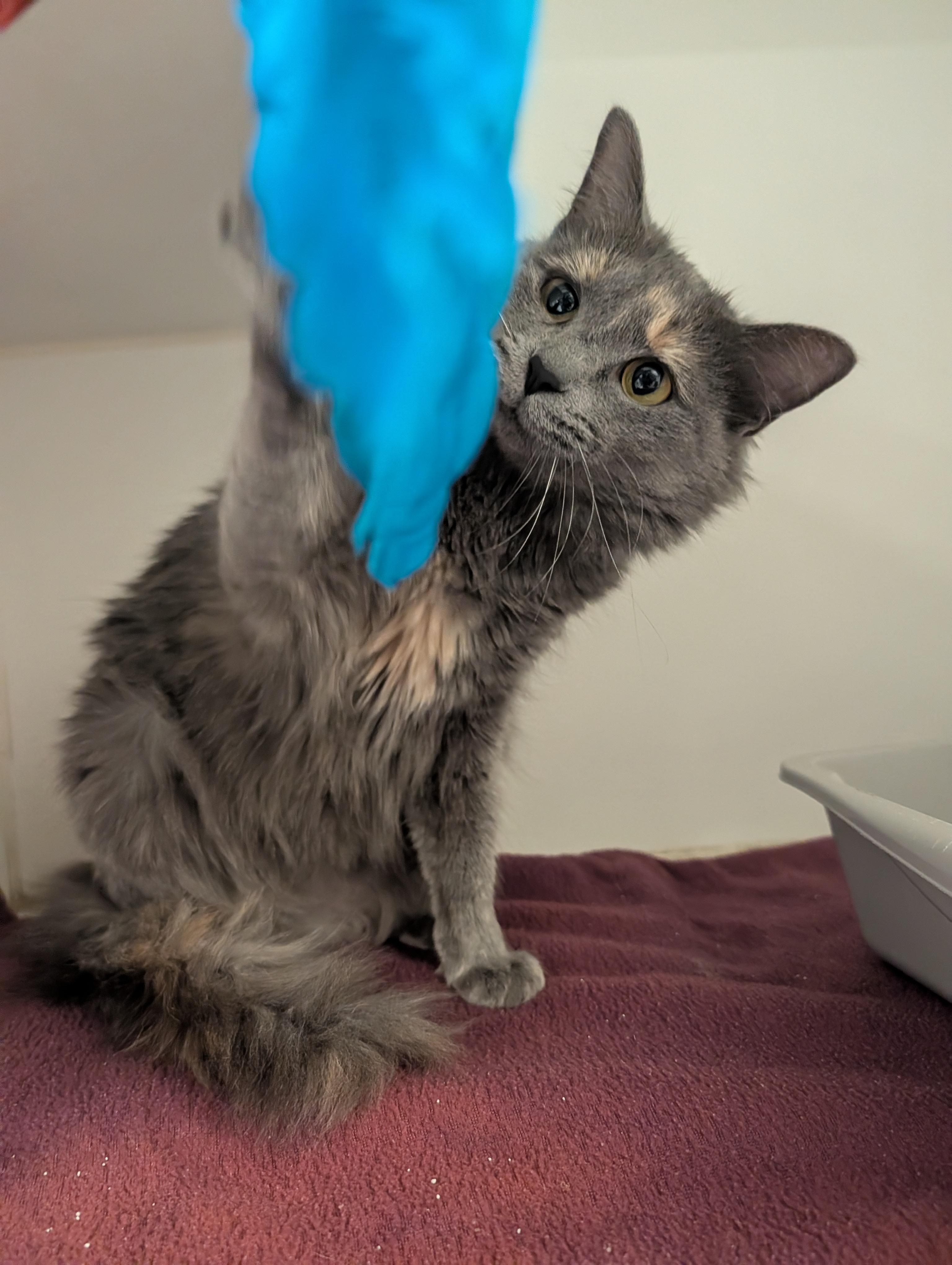 Enlarge Duchess, a Adoptable mixed breed in Hillsboro, MO image 1/5