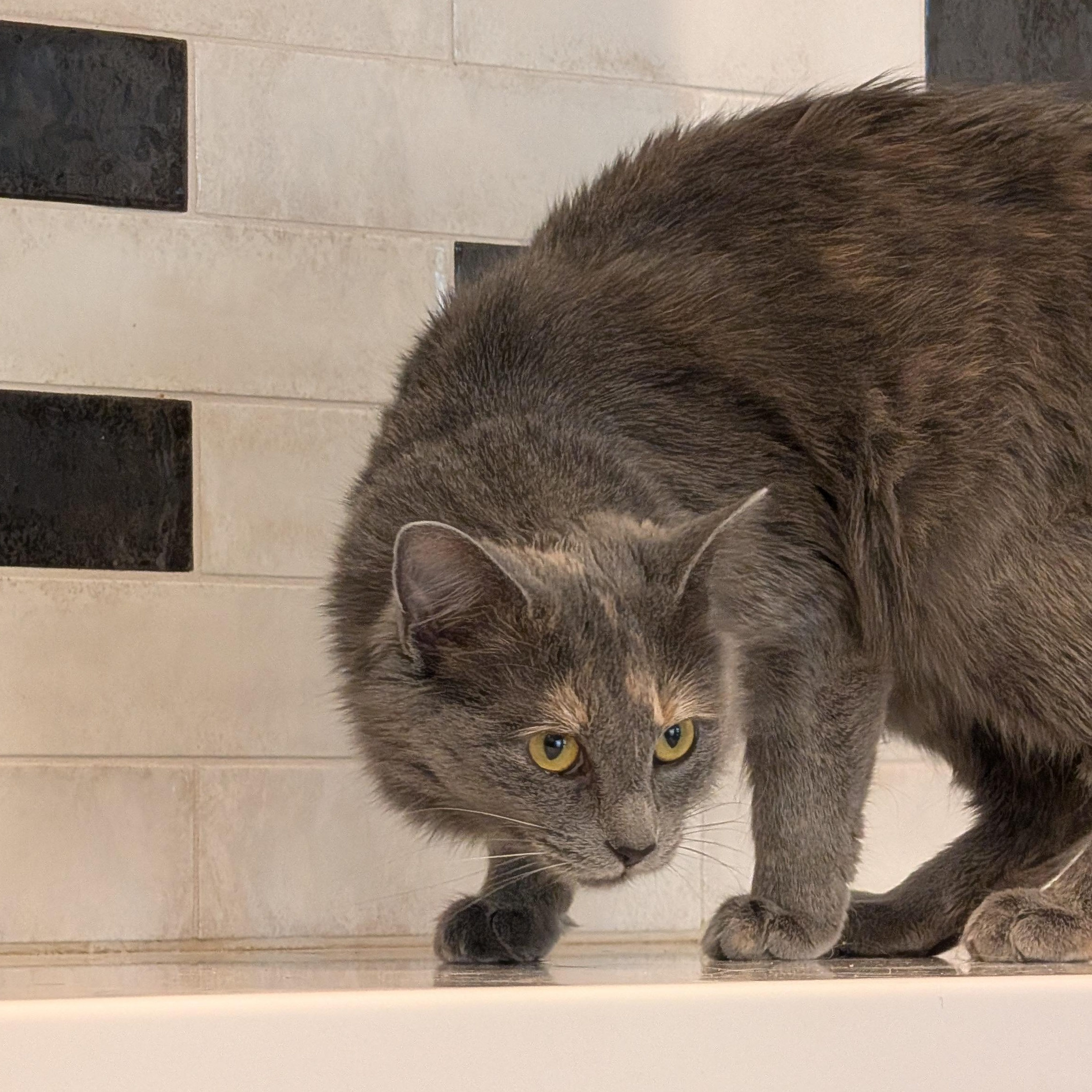 Enlarge Duchess, a Adoptable mixed breed in Hillsboro, MO image 5/5