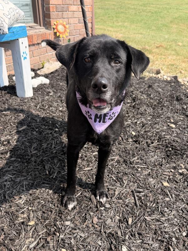 Amara, Adoptable, Adult Female Labrador Retriever.