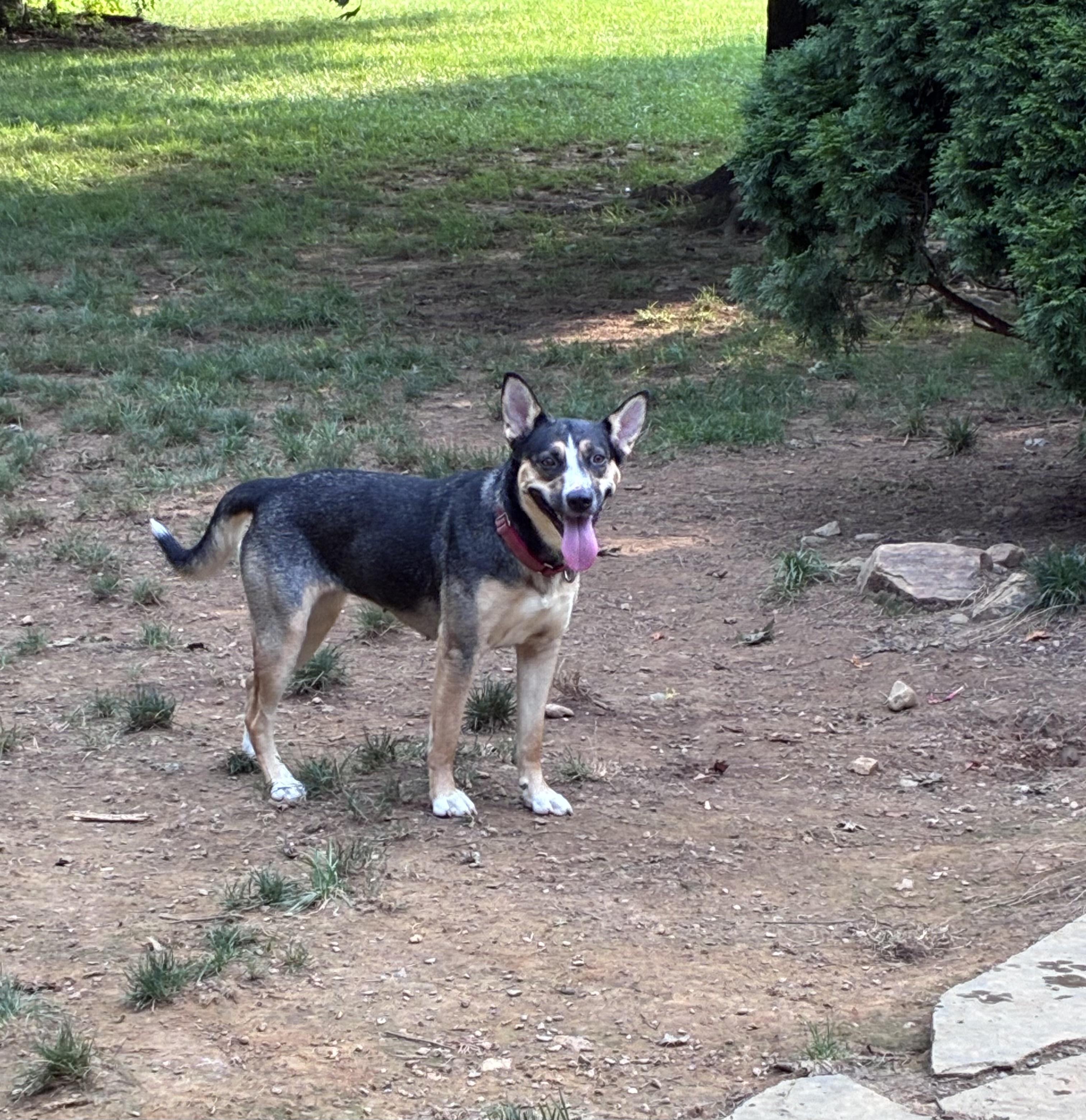 Sunday, a ADOPTABLE mixed breed in Lincoln University, PA image 2/2