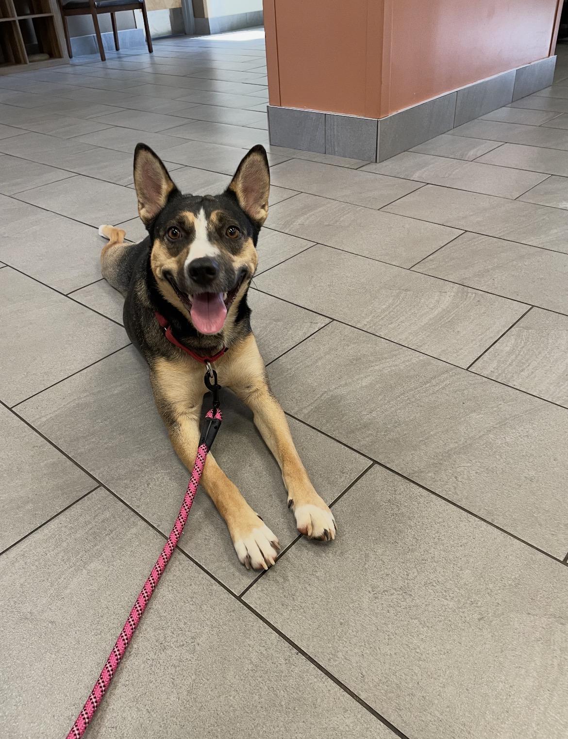Sunday, ADOPTABLE, Young Female Australian Cattle Dog / Blue Heeler.