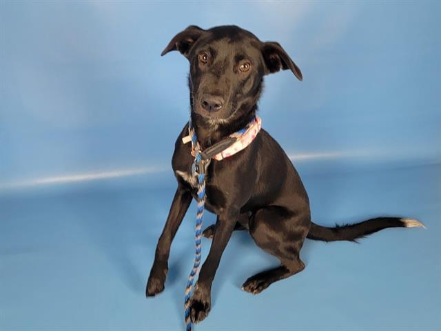 Enlarge PIPER, a Adoptable mixed breed in Colorado Springs, CO image 1/1