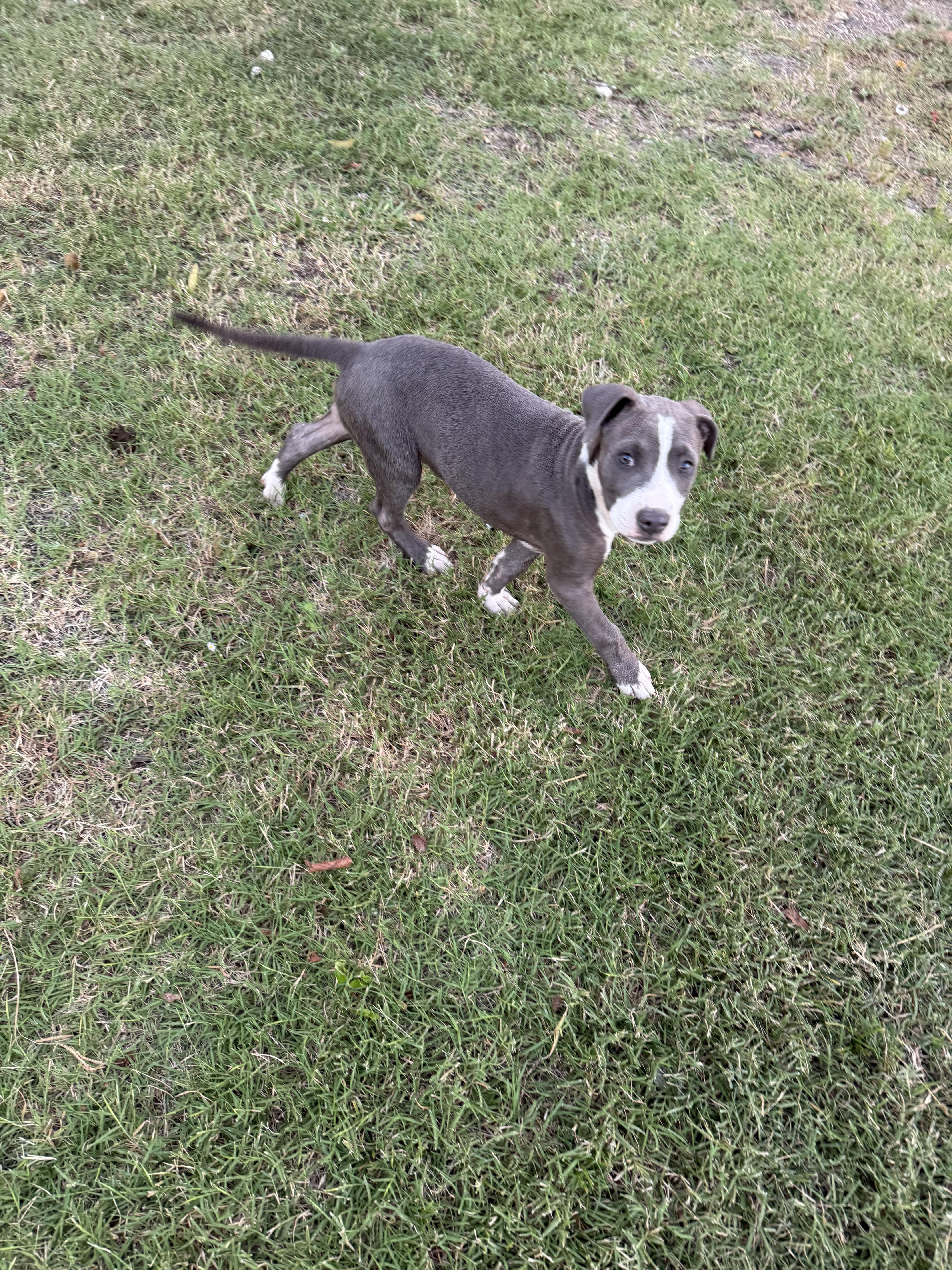 Wave, adopted, Young Male American Staffordshire Terrier.
