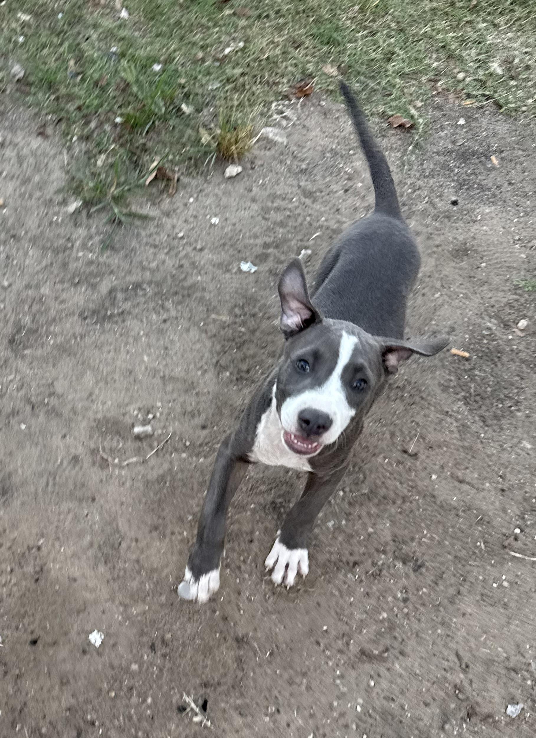 Enlarge Wave, an adopted American Staffordshire Terrier in Dallas, TX image 2/4