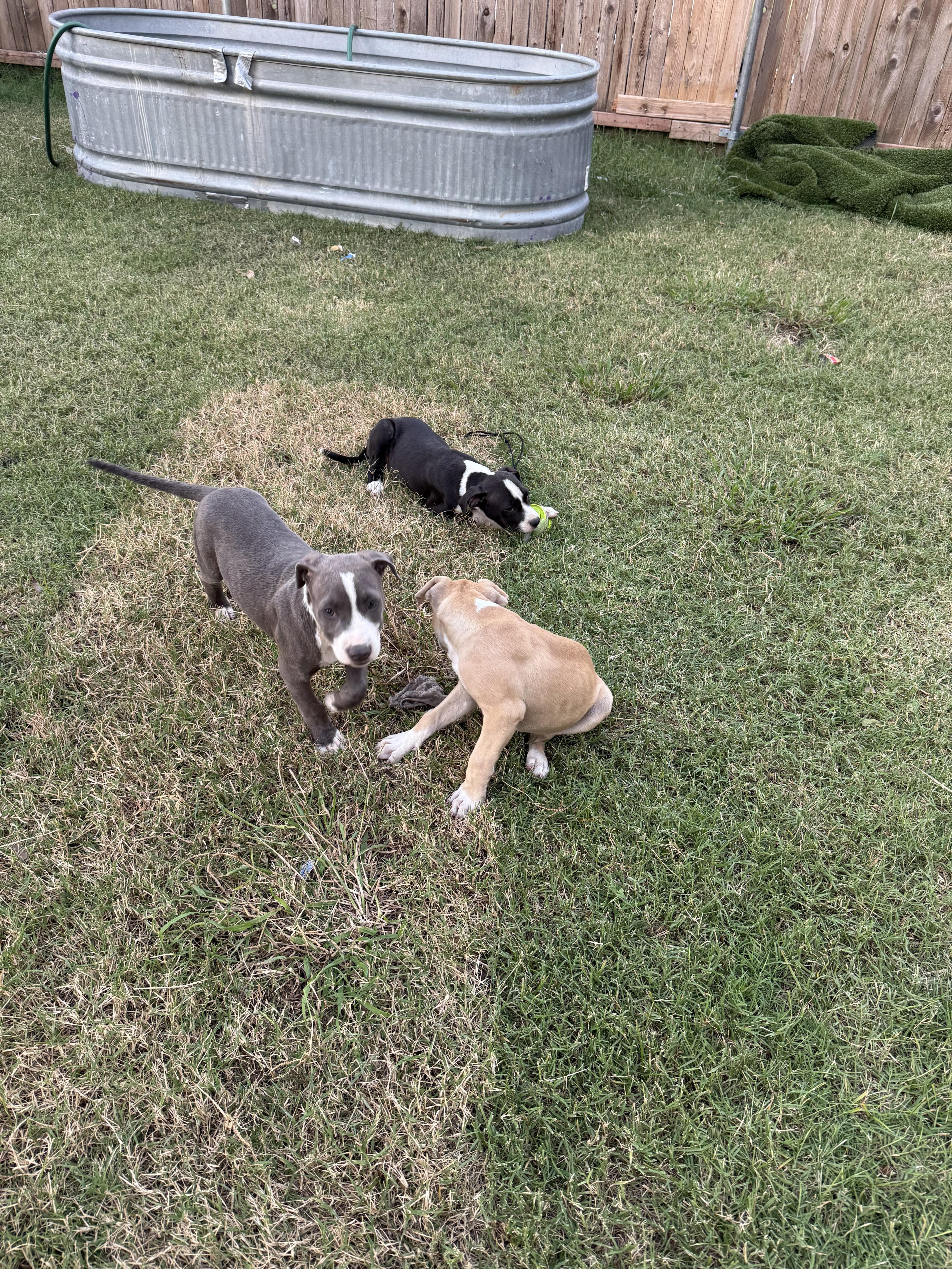 Enlarge Wave, an adopted American Staffordshire Terrier in Dallas, TX image 3/4