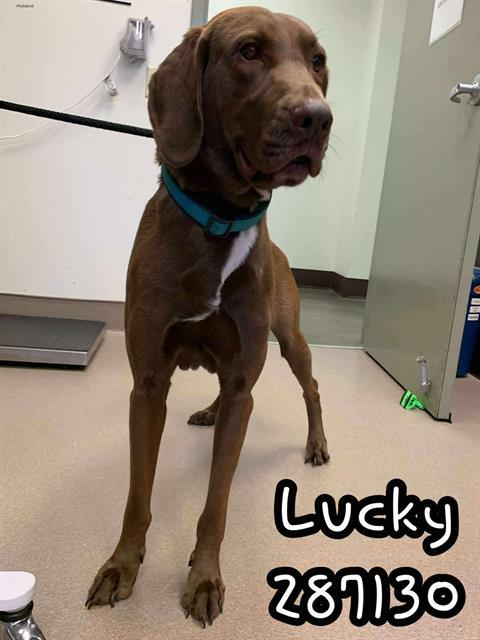 LUCKY, Adoptable, Young Male Bloodhound & Mixed Breed.