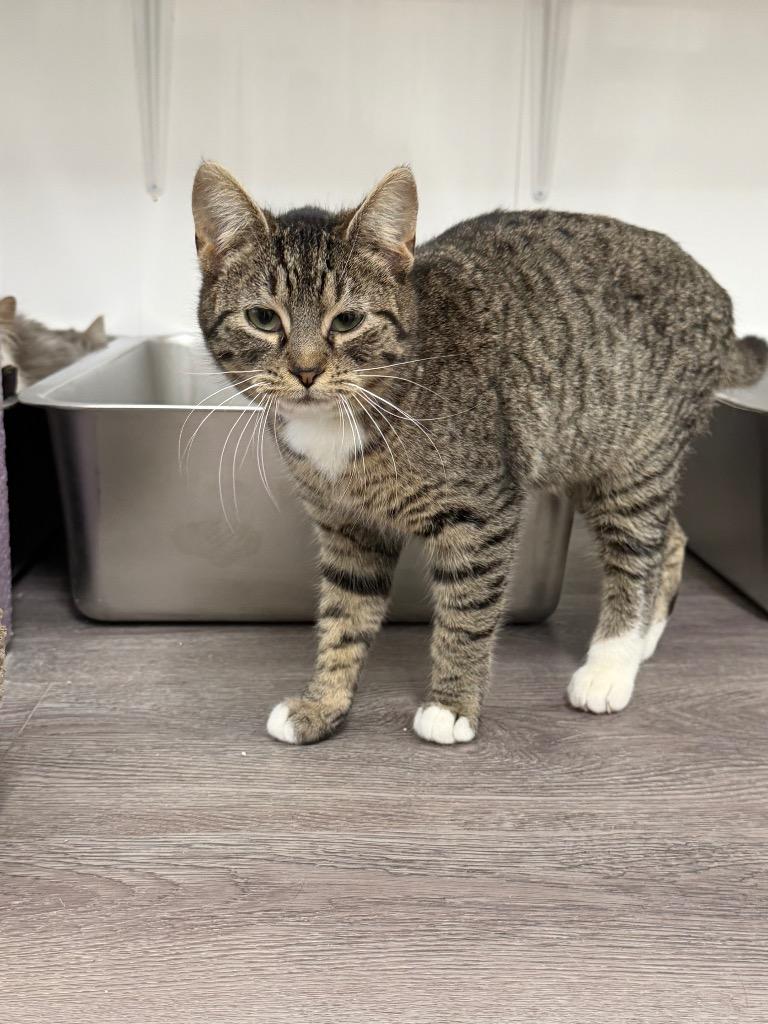 Lucky, Adoptable, Adult Female Domestic Short Hair.