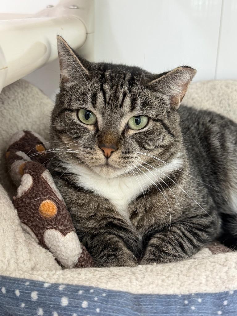 Lucky, a Adoptable mixed breed in Glenfield, NY image 2/5