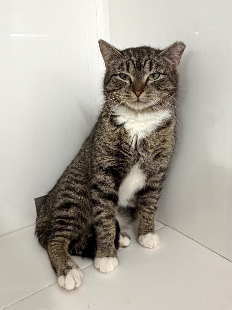 Lucky, a Adoptable mixed breed in Glenfield, NY image 2/4