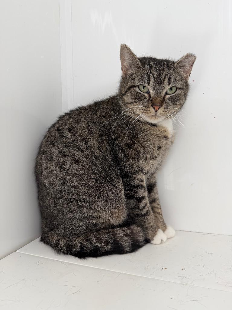 Lucky, a Adoptable mixed breed in Glenfield, NY image 4/4