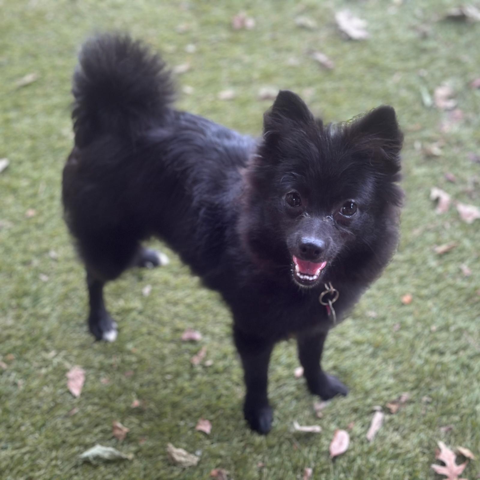 Enlarge Bonnet, a Adoptable Pomeranian in Garland, TX image 1/2