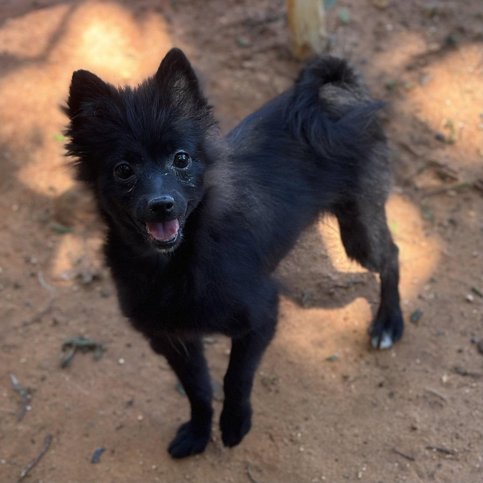 Enlarge Bonnet, a Adoptable Pomeranian in Garland, TX image 2/2