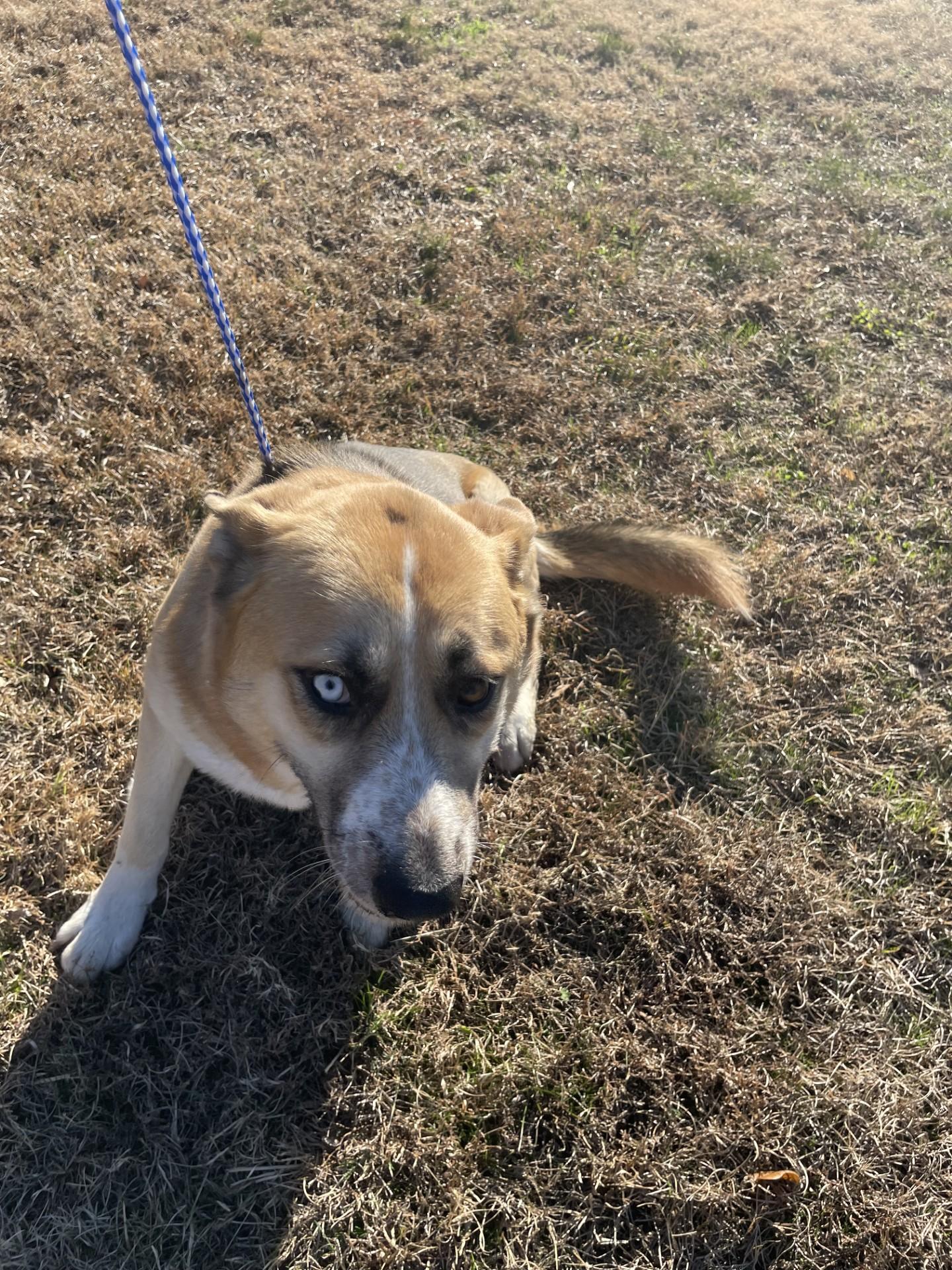 Enlarge Star2210(Rescue Only), a ADOPTABLE mixed breed in Rocky Mount, NC image 1/4