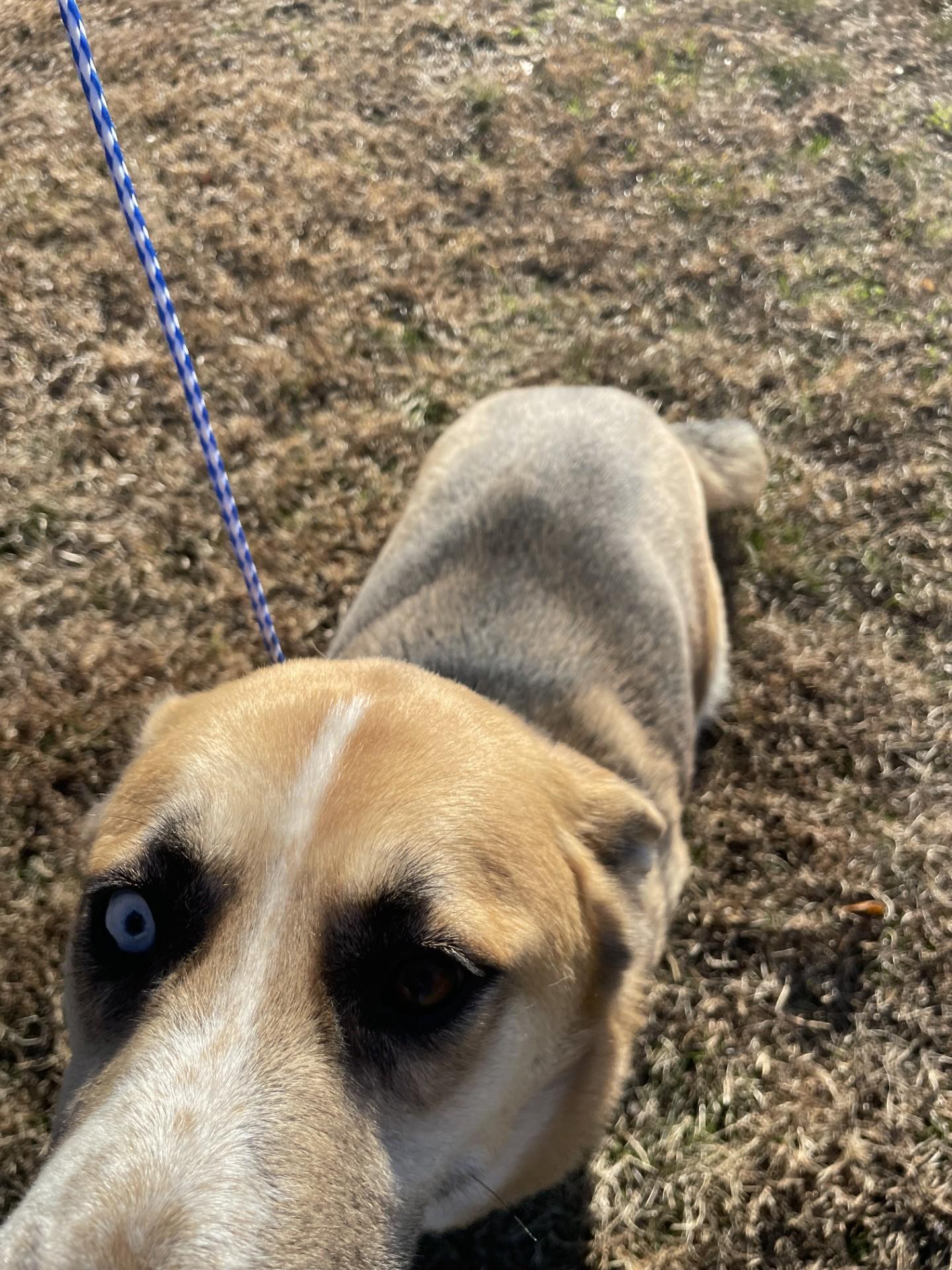 Enlarge Star2210(Rescue Only), a ADOPTABLE mixed breed in Rocky Mount, NC image 4/4