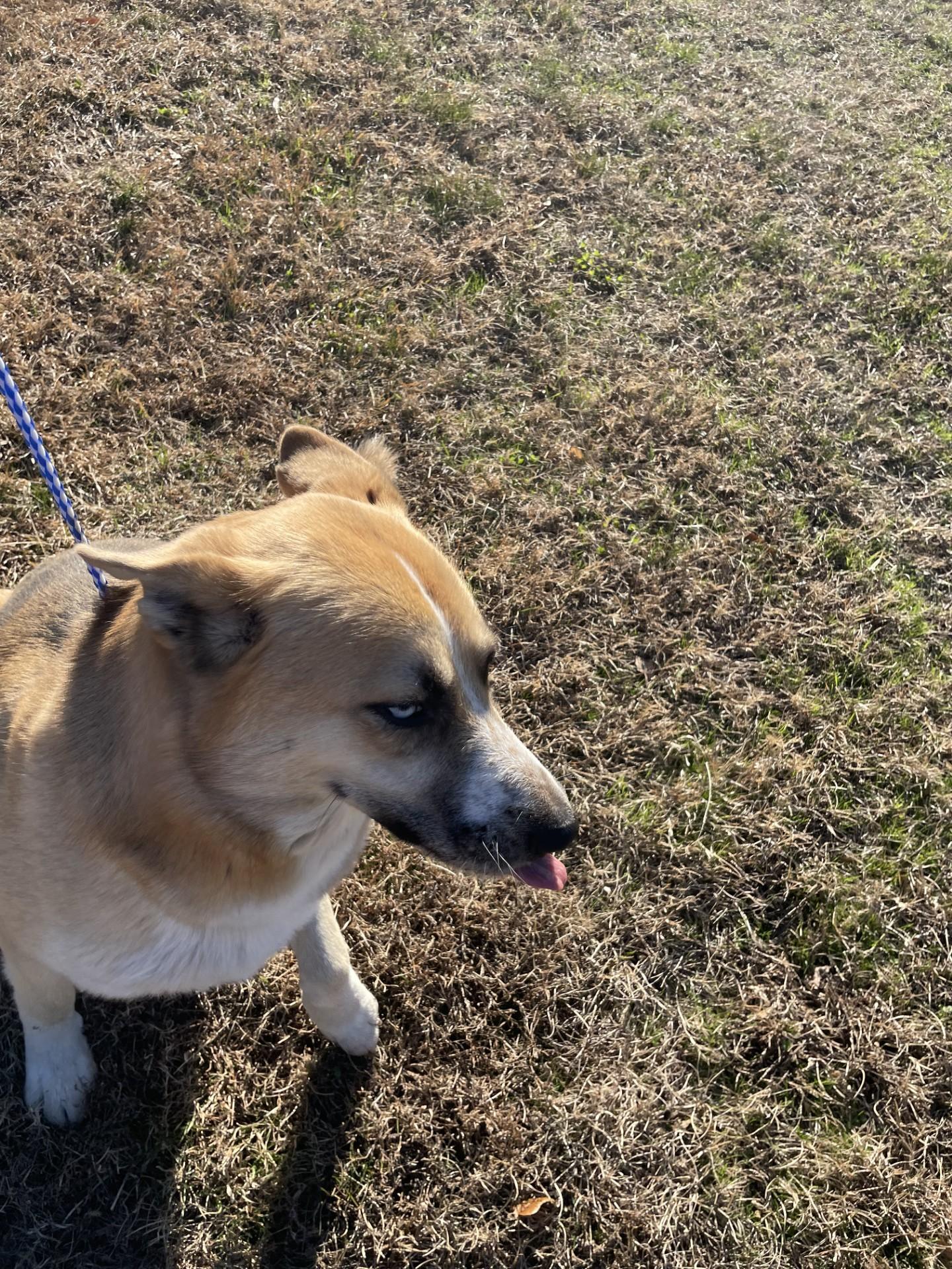 Enlarge Star2210(Rescue Only), a ADOPTABLE mixed breed in Rocky Mount, NC image 2/4