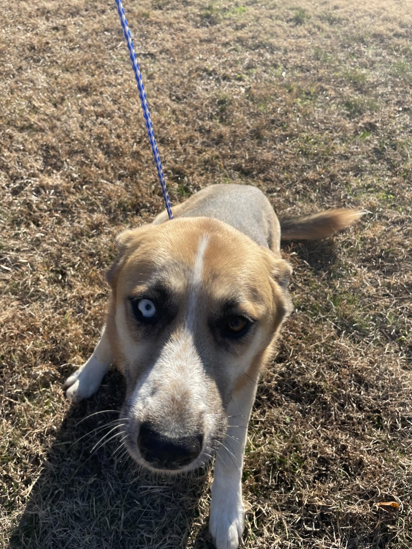 Enlarge Star2210(Rescue Only), a ADOPTABLE mixed breed in Rocky Mount, NC image 3/4