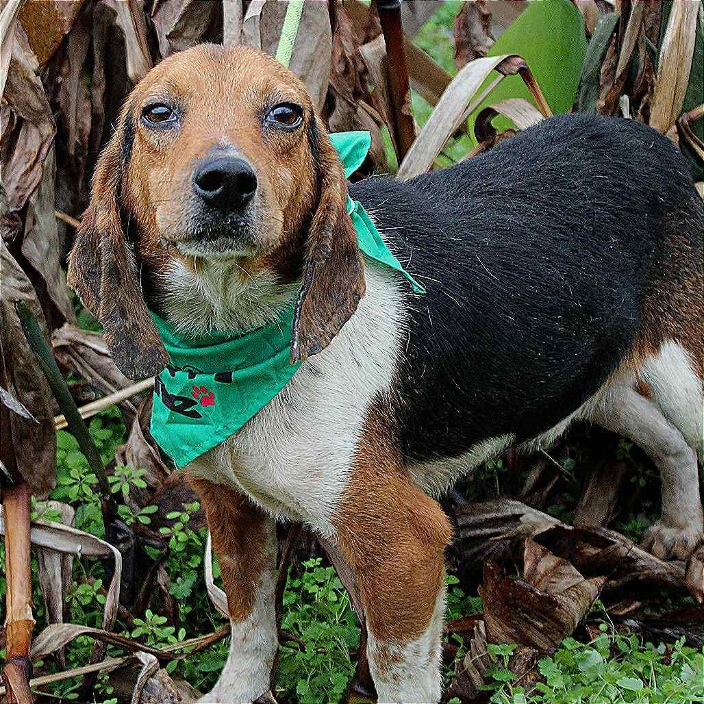Banjo in NH! Come Meet our Adoptable Dogs Wednesday-Saturday. More info in Bio!, ADOPTABLE, Adult Male Beagle.