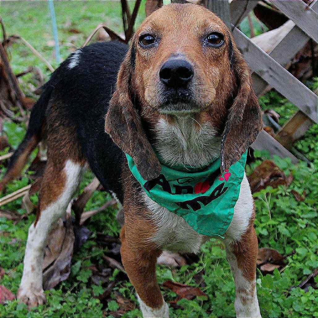 Banjo in NH! Come Meet our Adoptable Dogs Wednesday-Saturday. More info in Bio!, a ADOPTABLE mixed breed in Manchester, NH image 2/4