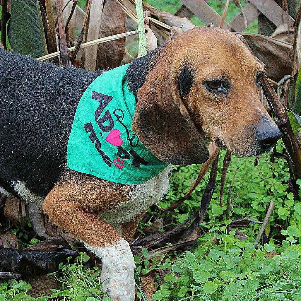 Banjo in NH! Come Meet our Adoptable Dogs Wednesday-Saturday. More info in Bio!, a ADOPTABLE mixed breed in Manchester, NH image 3/4