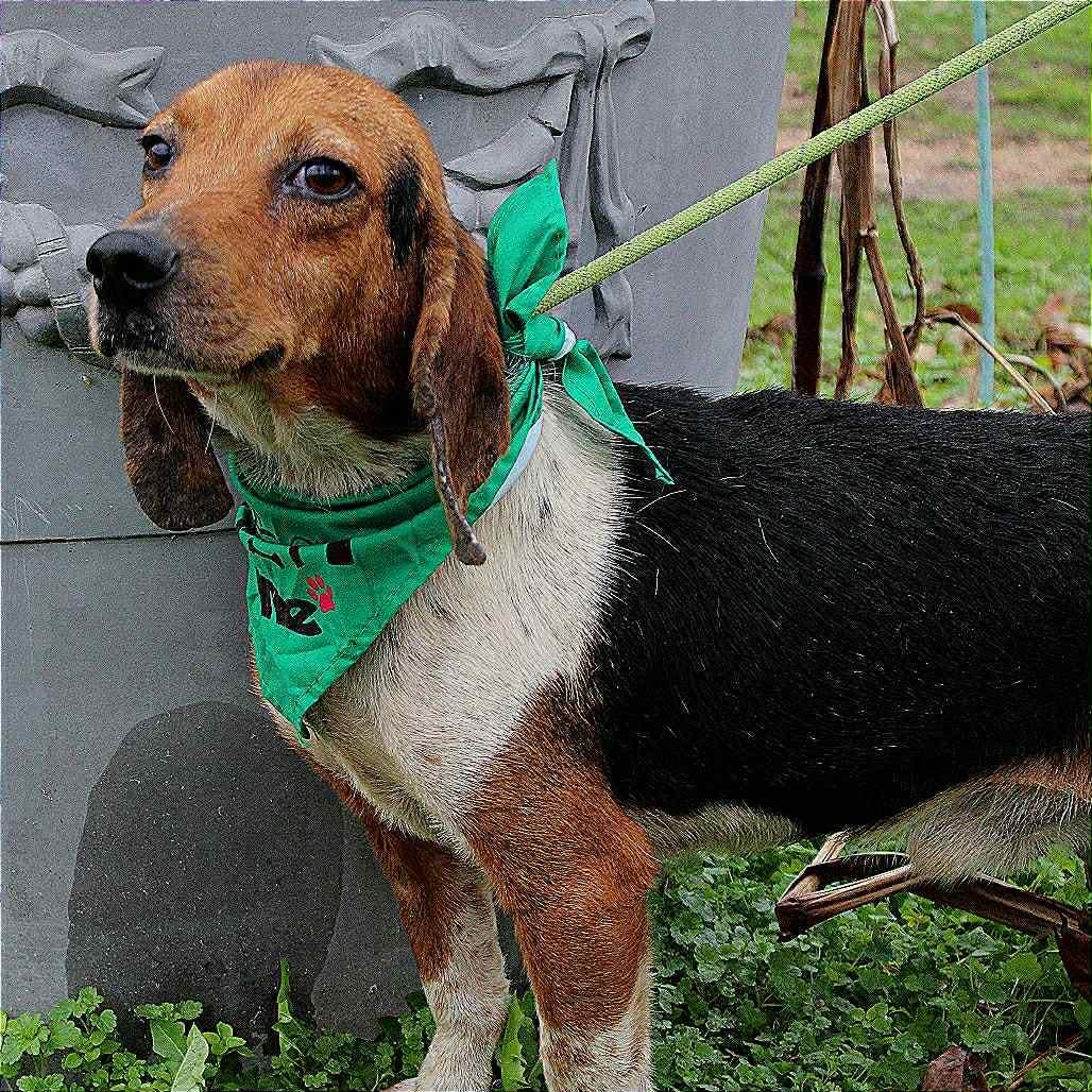 Banjo in NH! Come Meet our Adoptable Dogs Wednesday-Saturday. More info in Bio!, a ADOPTABLE mixed breed in Manchester, NH image 4/4