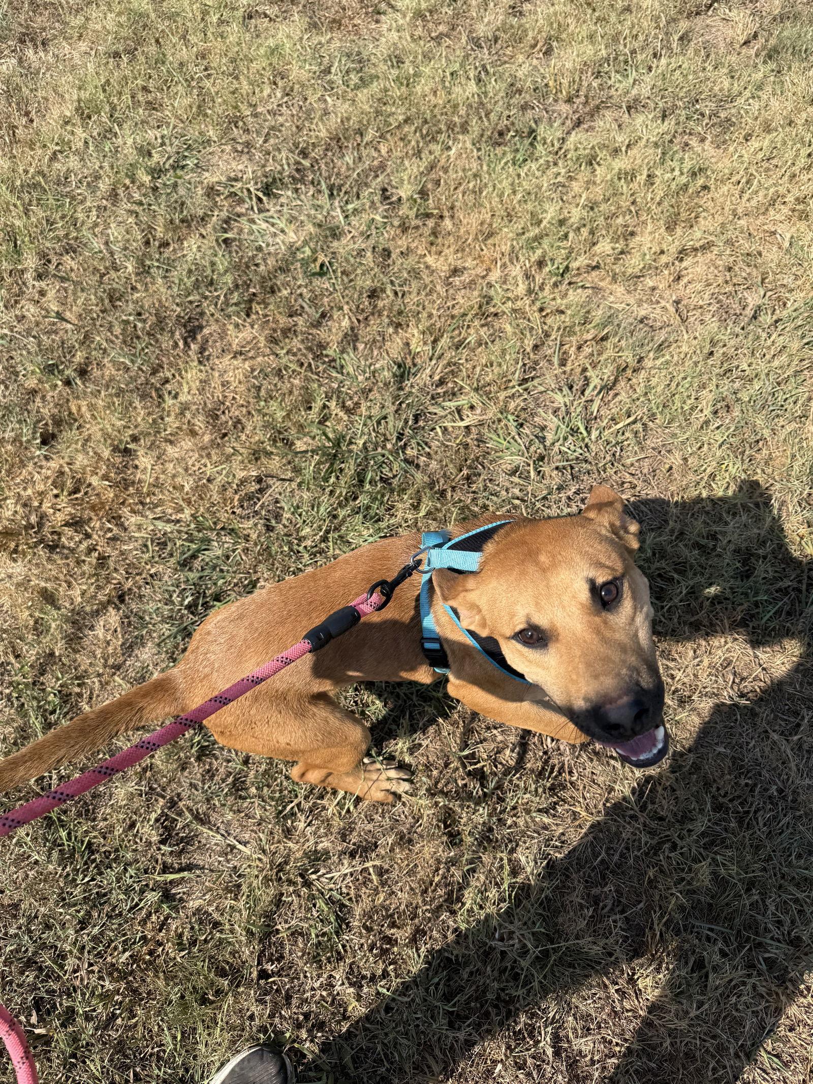 Chili, Adoptable, Young Male German Shepherd Dog.