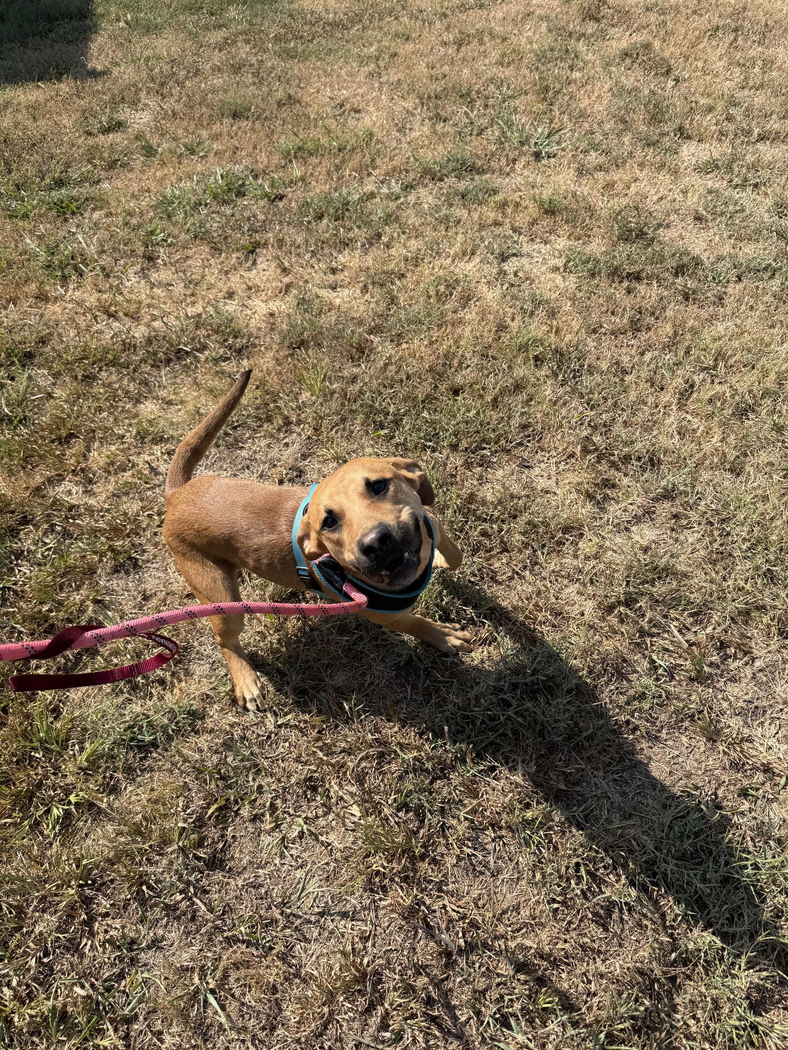 Enlarge Chili, a Adoptable German Shepherd Dog in Corning, AR image 2/3