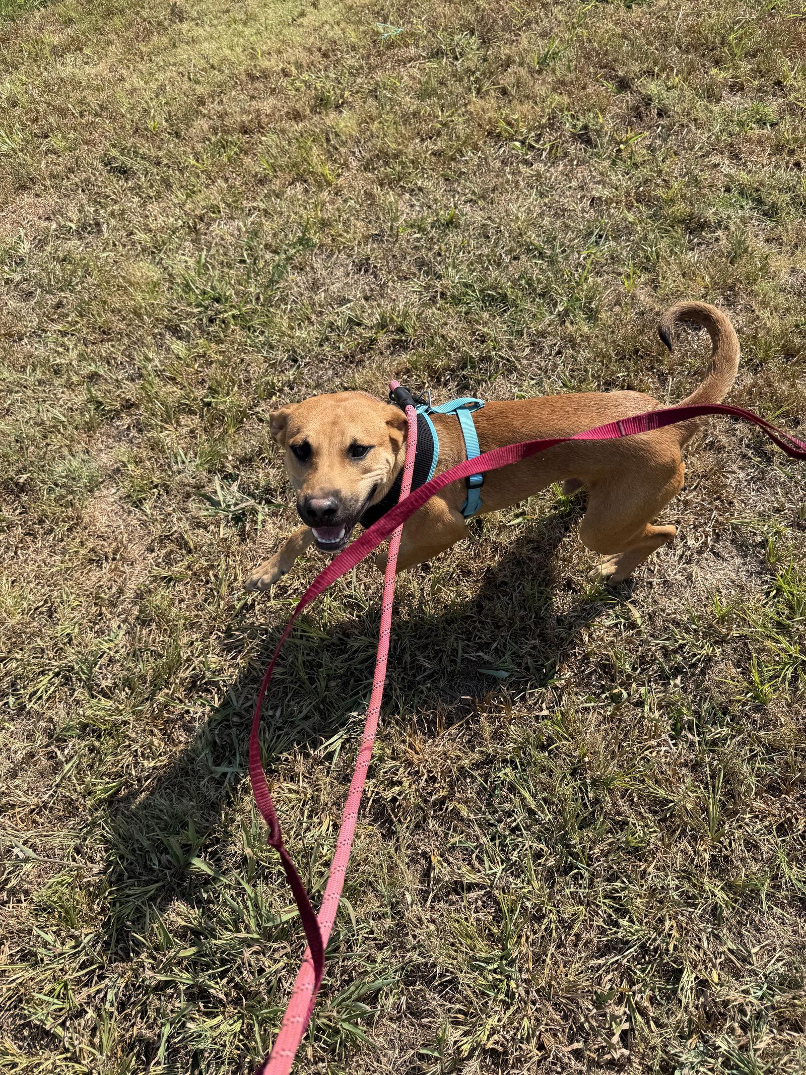 Enlarge Chili, a Adoptable German Shepherd Dog in Corning, AR image 3/3