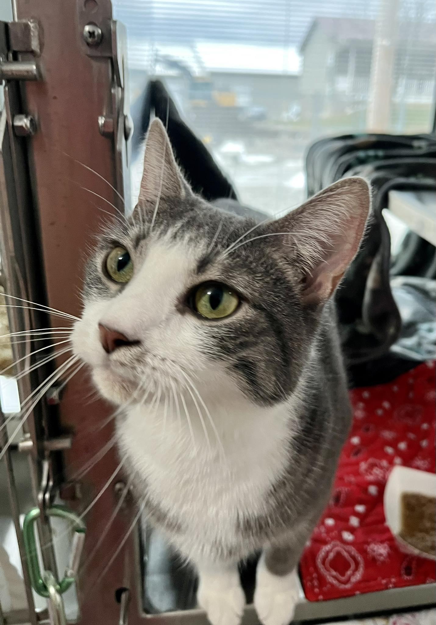 Belle, Adoptable, Young Female Domestic Short Hair.