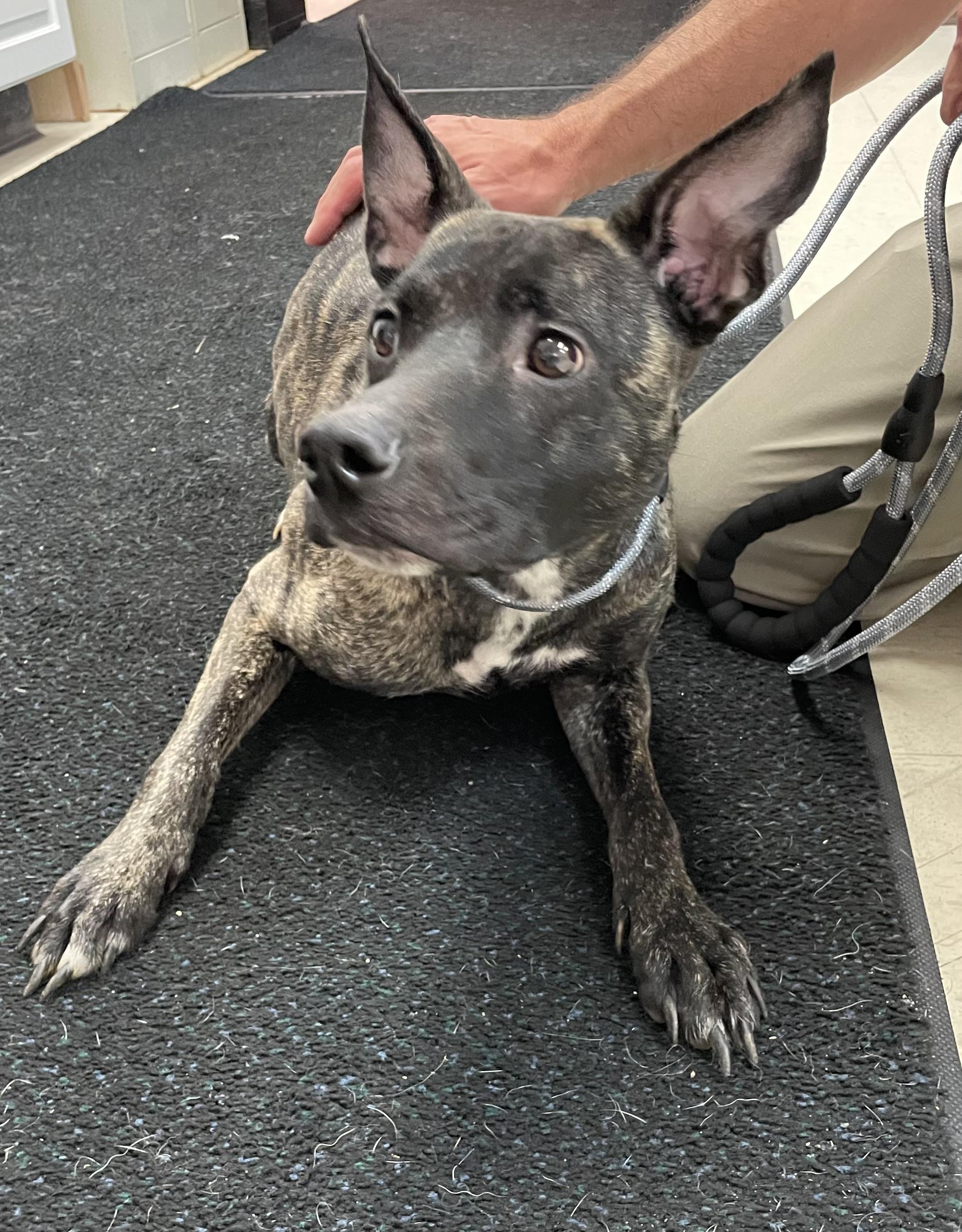 Enlarge Penny AVAILABLE, a Adoptable mixed breed in Canton, OH image 5/6