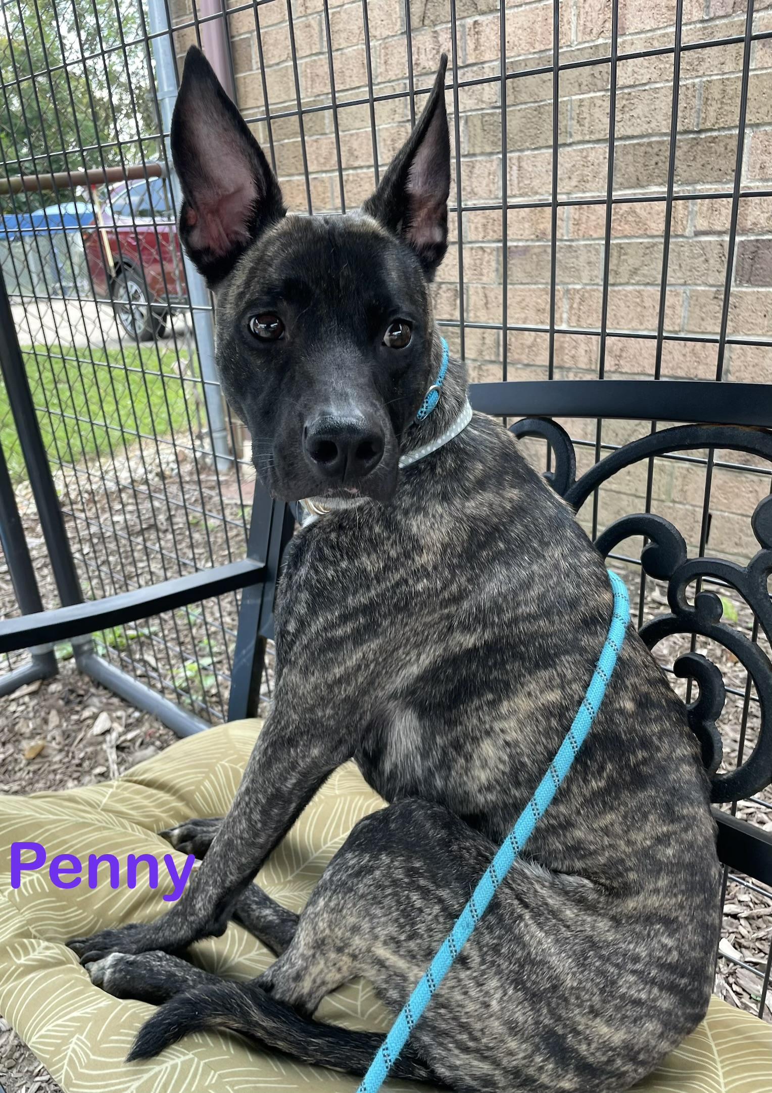 Enlarge Penny AVAILABLE, a Adoptable mixed breed in Canton, OH image 2/6