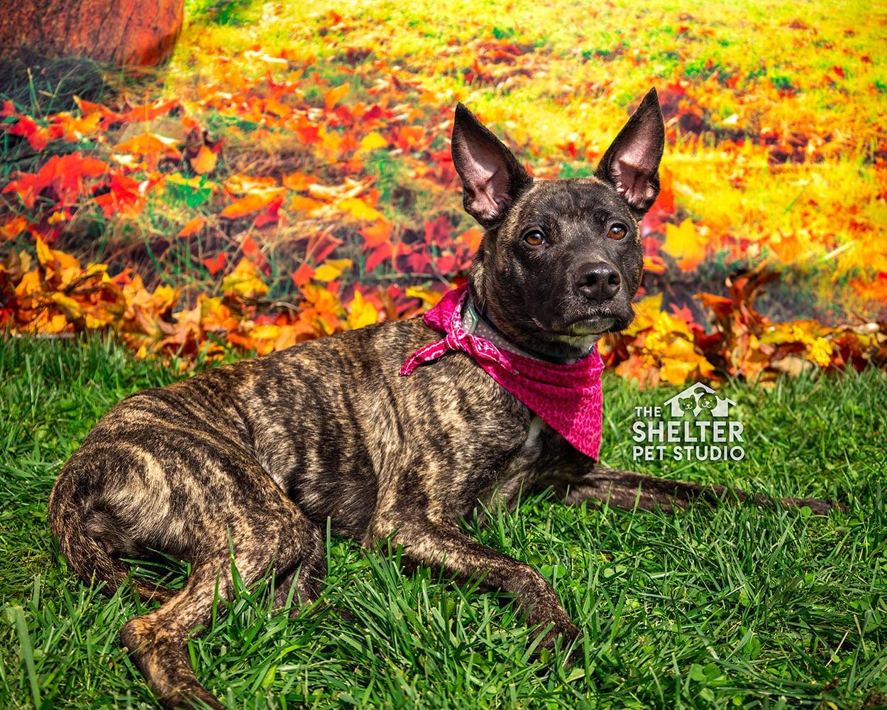 Enlarge Penny AVAILABLE, a Adoptable mixed breed in Canton, OH image 1/6