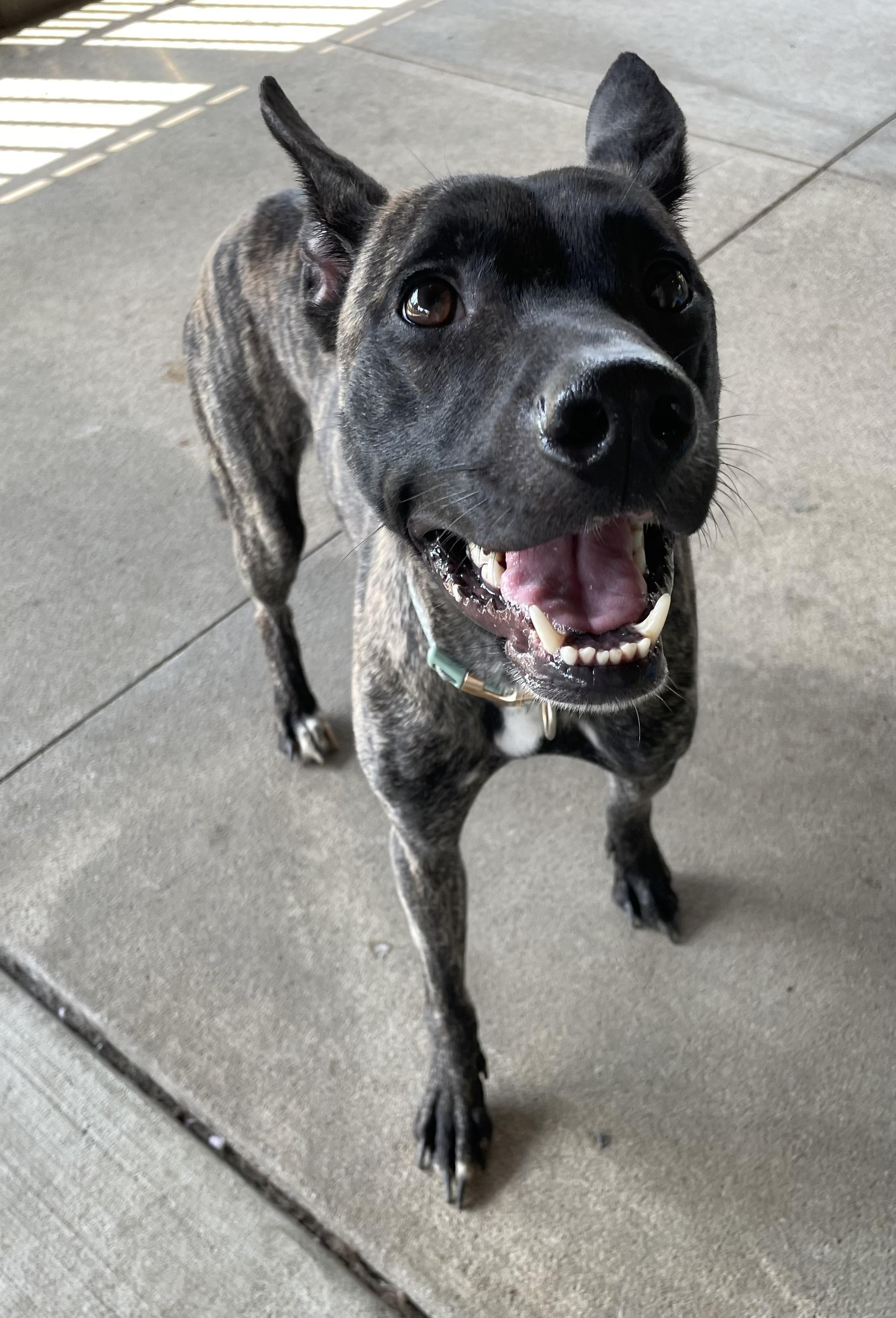 Enlarge Penny AVAILABLE, a Adoptable mixed breed in Canton, OH image 4/6