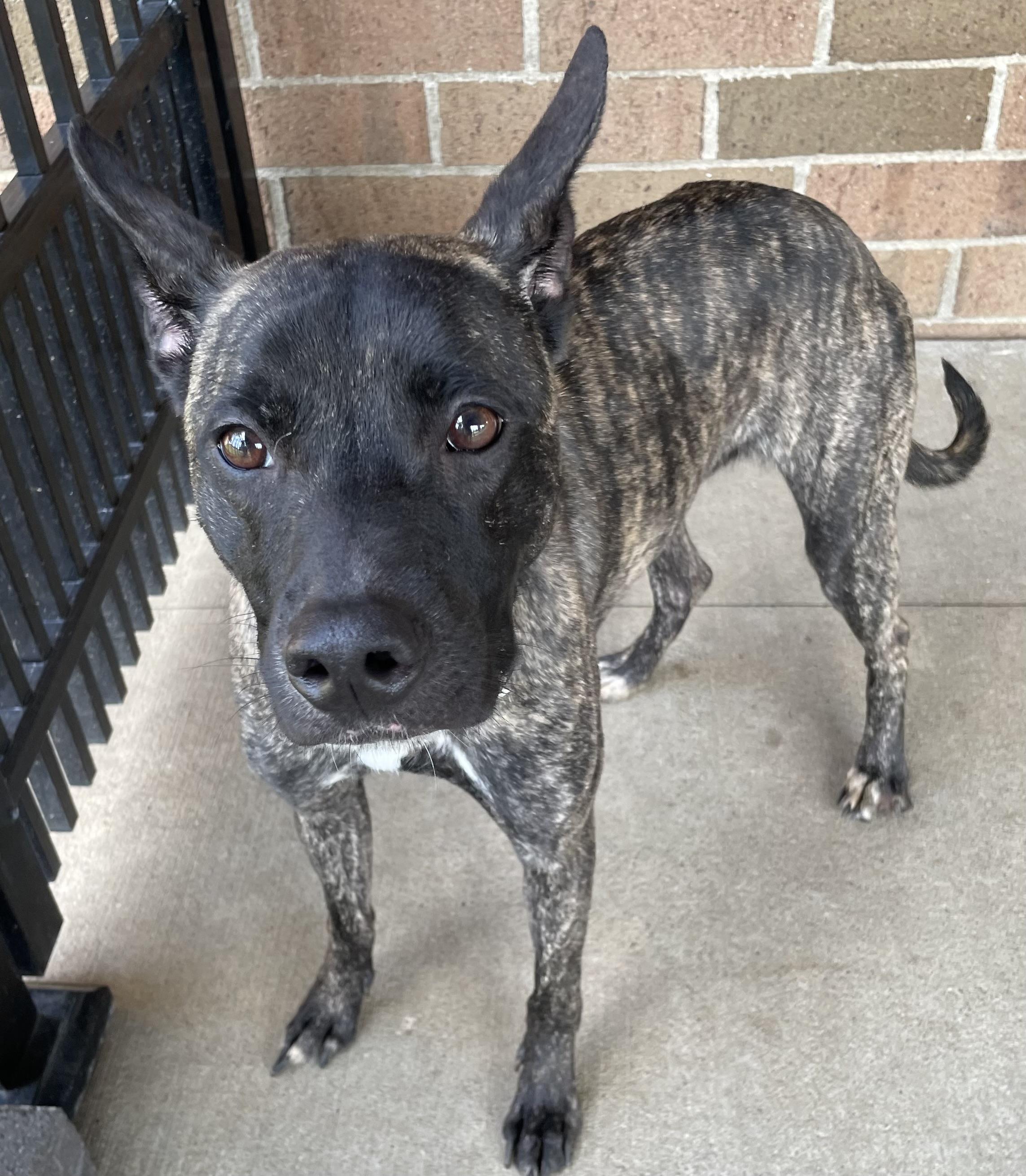 Enlarge Penny AVAILABLE, a Adoptable mixed breed in Canton, OH image 3/6