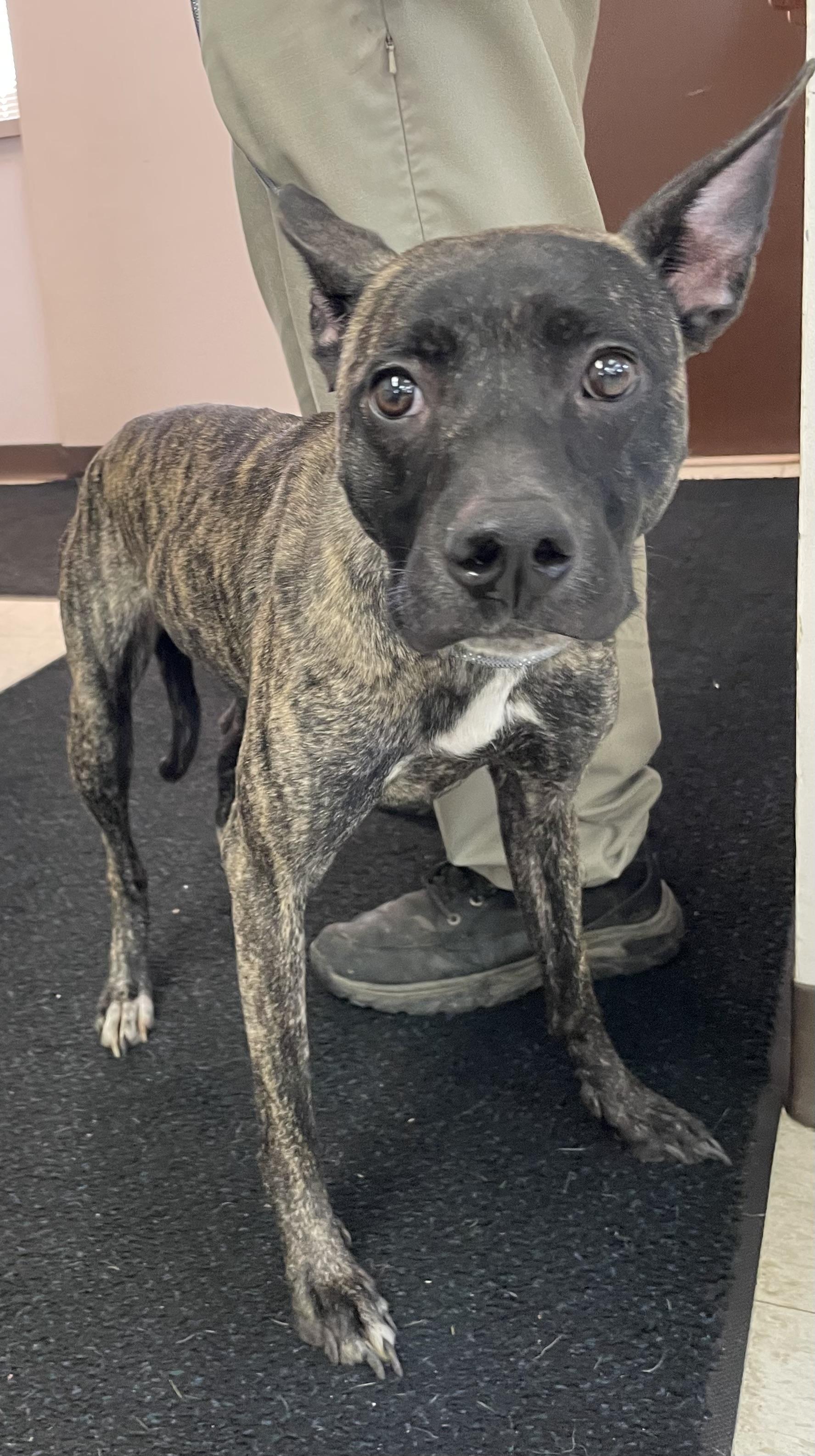 Enlarge Penny AVAILABLE, a Adoptable mixed breed in Canton, OH image 6/6