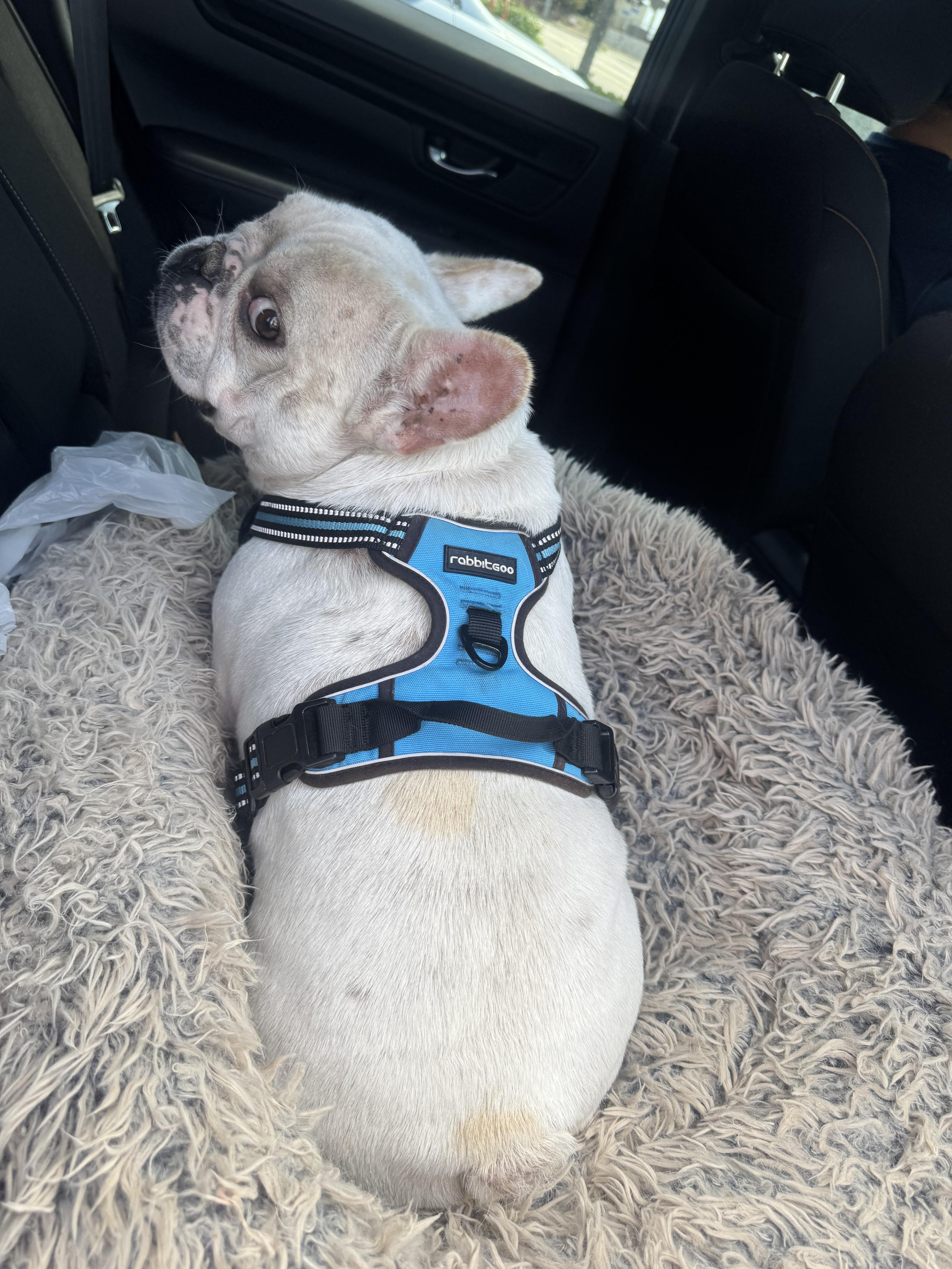 Enlarge Bruno, a Adoptable French Bulldog in Los Angeles, CA image 2/2