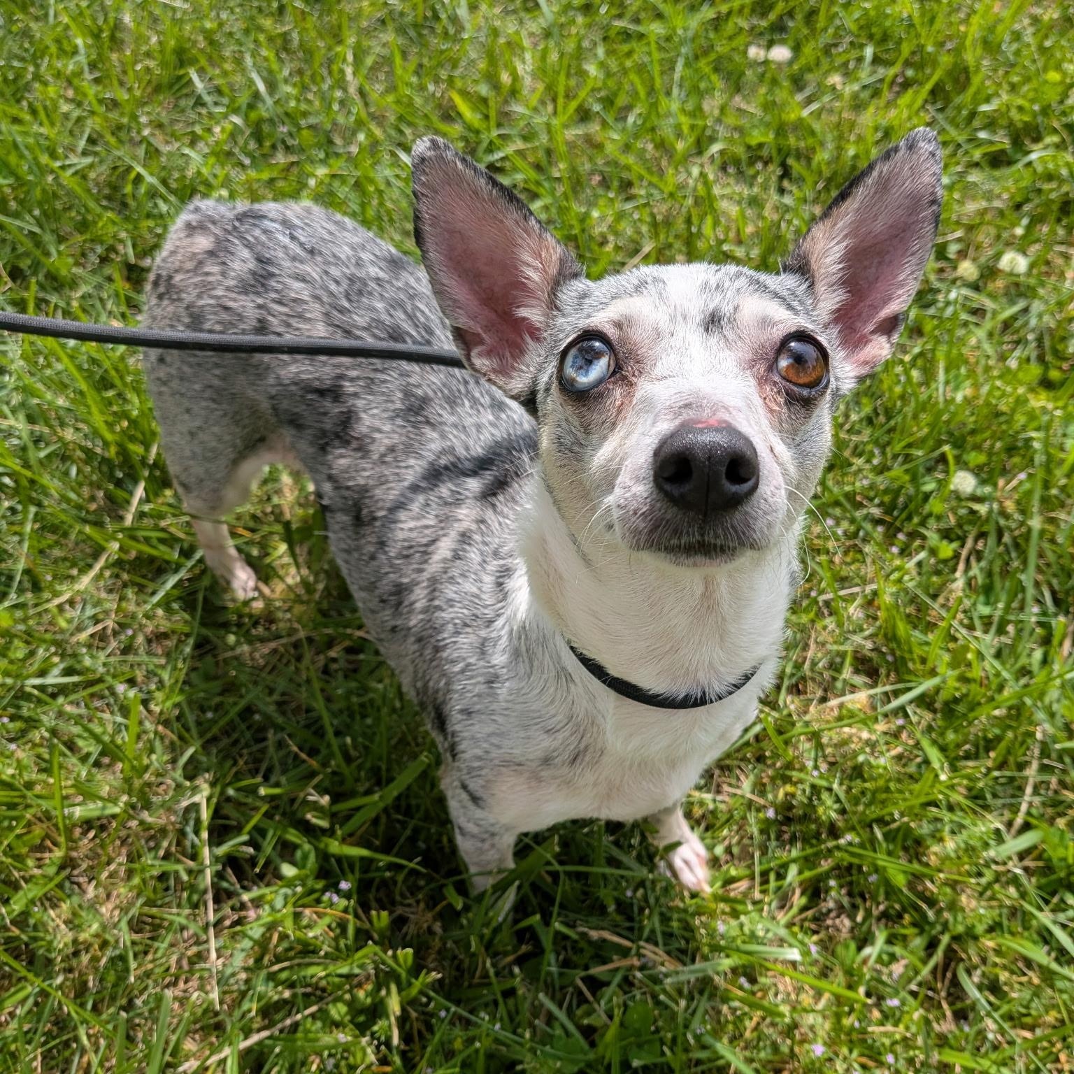 Sienna, an adopted mixed breed in Spring hill, TN image 1/5